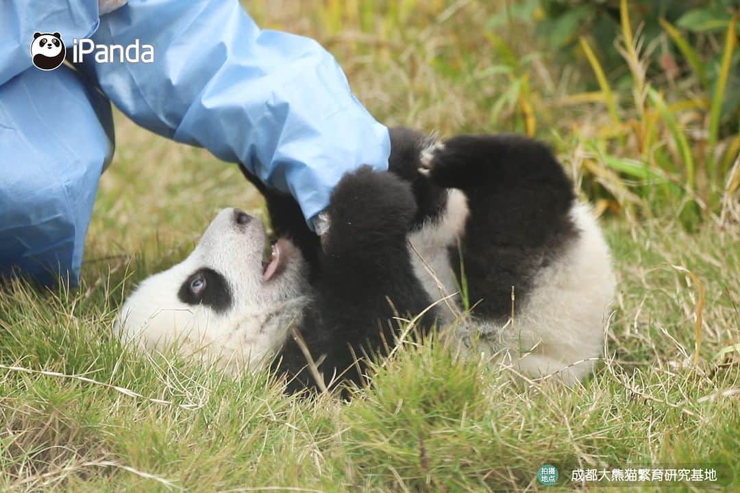 iPandaのインスタグラム：「Nanny knows panda very well, she can find exactly where the baby panda is hiding. 🐼 🐼 🐼 #Panda #iPanda #Cute #PandaPic #HowGiantPandasGrowUp #BestJobInTheWorld  For more panda information, please check out: https://en.ipanda.com」