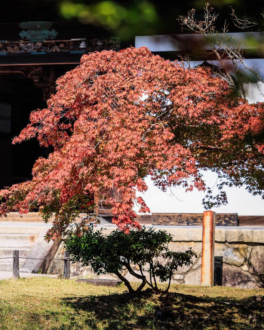 SHOCK EYEさんのインスタグラム写真 - (SHOCK EYEInstagram)「京都の高台寺✨ 紅葉し始めた頃に訪ねたんだけど、気持ちいい日だったなあ。 自撮り写真には光が降り注いで、 竹林でハートを見つけて、 色付きはじめた紅葉が綺麗だった🍁  豊臣秀吉とねねを祀ったお寺さん。 国の重要文化財に指定された建物もたくさん。 是非訪ねてみてね^ ^ 紅葉今が見どころなんじゃないかな？  #高台寺 #京都 #kyoto #kodaiji」11月28日 17時29分 - shockeye_official
