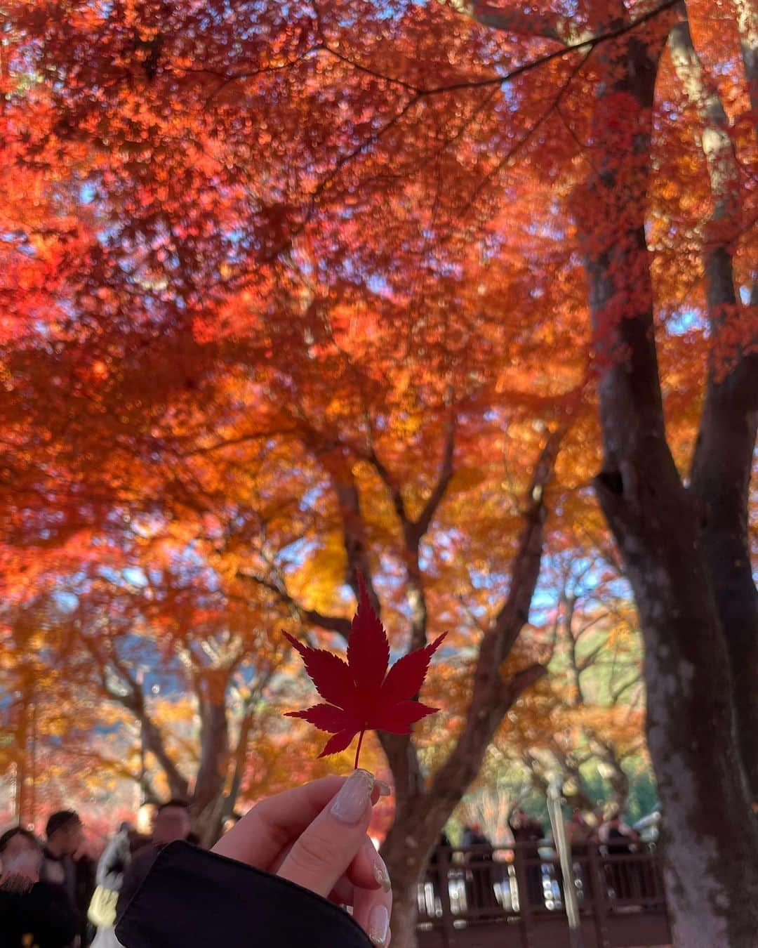 神崎菜緒（なをまる）のインスタグラム：「ㅤㅤㅤㅤㅤㅤㅤㅤㅤㅤㅤㅤㅤ 秋🍁」