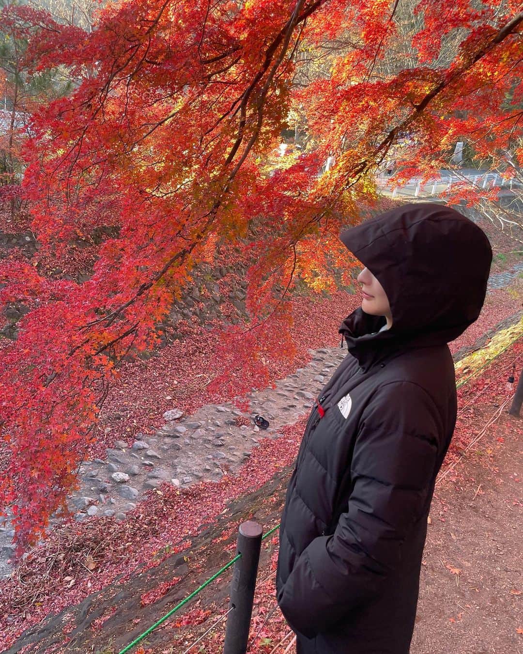 神崎菜緒（なをまる）さんのインスタグラム写真 - (神崎菜緒（なをまる）Instagram)「ㅤㅤㅤㅤㅤㅤㅤㅤㅤㅤㅤㅤㅤ 秋🍁」11月28日 17時41分 - nao_snow