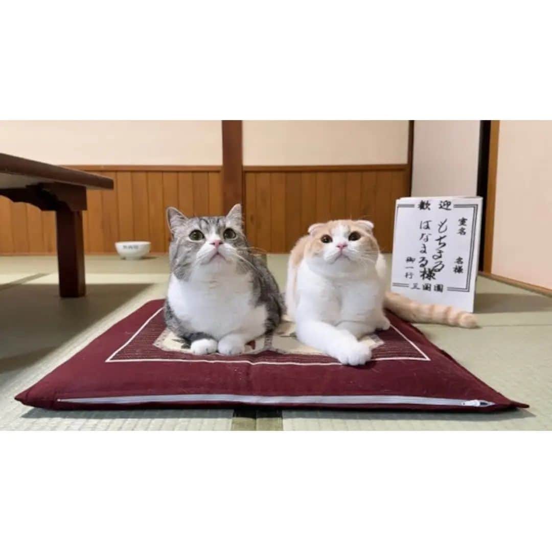 もちまるのインスタグラム：「猫と一緒に旅館でお泊まりしたら2人とも大喜びで最高すぎました…笑」