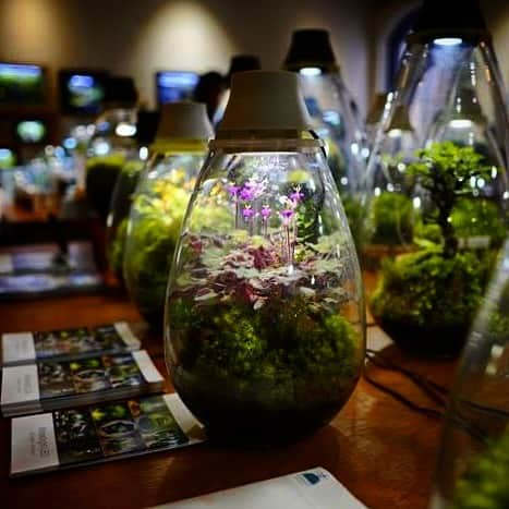 Mosslight-LEDさんのインスタグラム写真 - (Mosslight-LEDInstagram)「Mosslight   @aquru_newt_life  撮影  #mosslight #モスライト #テラリウム #terrarium#moss#コケ」11月28日 18時00分 - mosslight1955