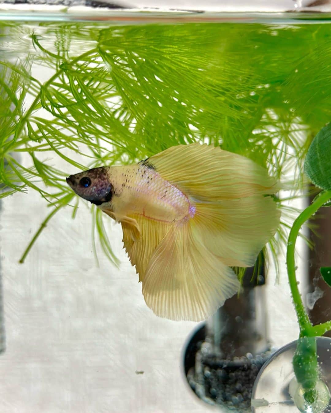 水村リアのインスタグラム：「New Familia🐠  顔だけ黒いクリーム色のベタ🐠 一目惚れして家族入りしました  名前: 大納言 小豆  略して「大豆(だいず)」です  大豆をよろしく✌️  ⢀⢀✰☽𓂂⢄༶⡱⢀⢀ ✰☽𓂂⢄༶⡱⢀⢀ ✰☽𓂂⢄༶⡱⢀⢀  #ベタ #熱帯魚 #魚 #🐠 #熱帯魚初心者  #熱帯魚飼育」