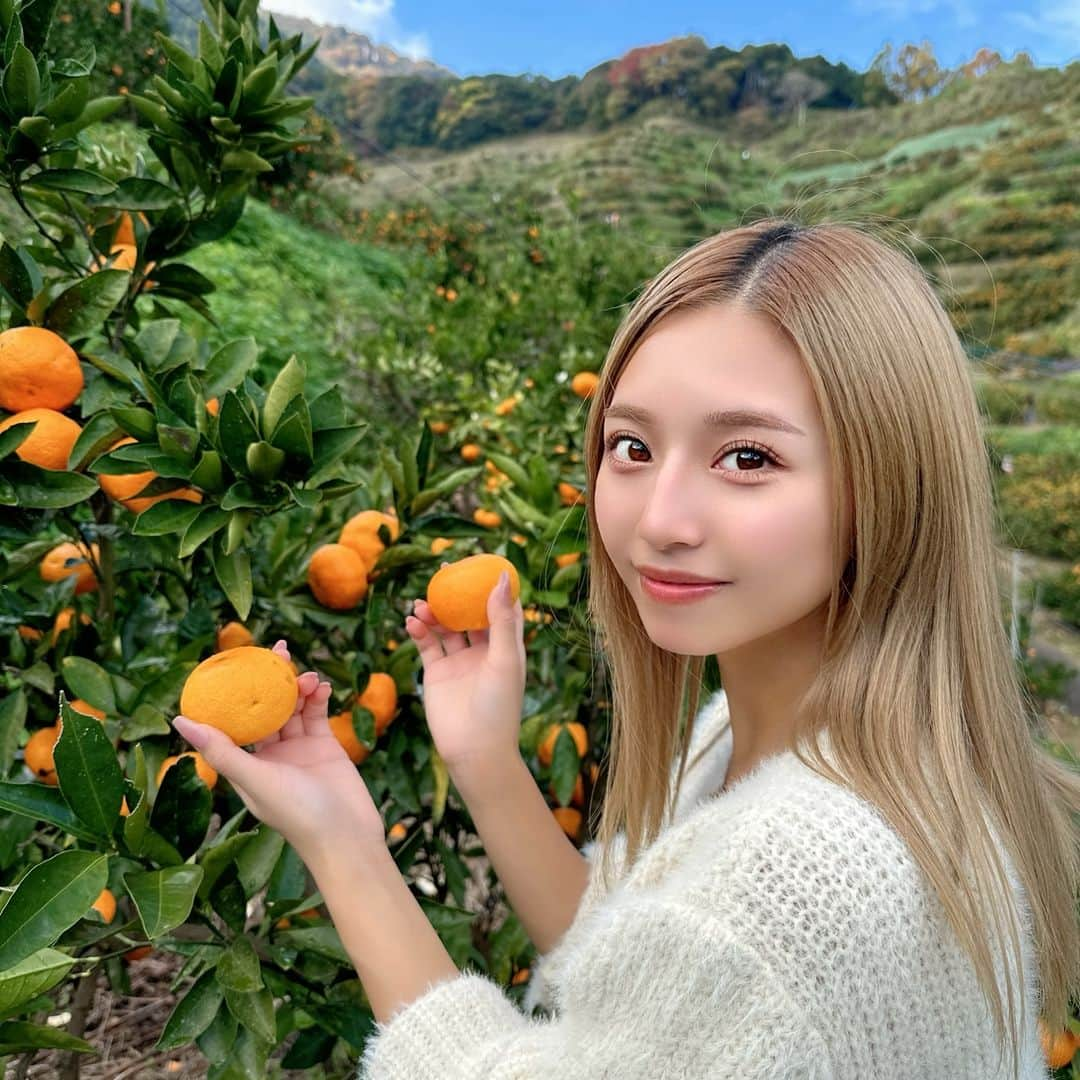 なーちゃんのインスタグラム：「・ 初めてのみかん狩り🍊 上に登れば登るほど美味しいみかんが見つかるらしい😋✨✨ 1番上の方まで行ったけど、簡要な階段だったから登ってる間落ちそうでドキドキしたよ😽💗 ・ ・ ・ #みかん狩り #みかん #農園 #農家女子 #伊豆 #静岡 #アクティビティ #フルーツ狩り」