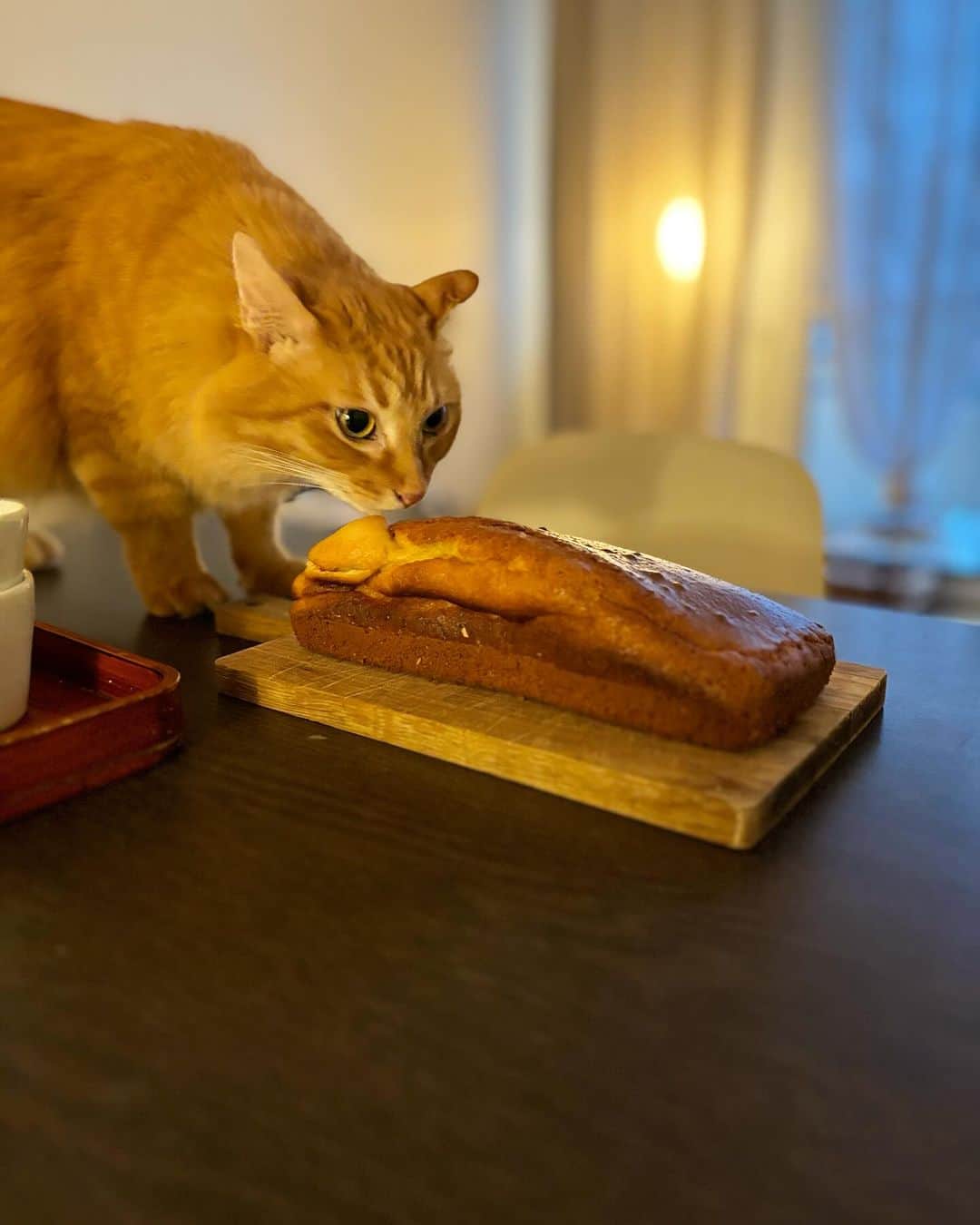 猫沢エミさんのインスタグラム写真 - (猫沢エミInstagram)「朝8時半頃の早い便だったのに、羽田空港はすでに大変な混雑だった。  ネットでチェックインを済ませていたのだが、スーツケースの重量超過の場合、どこのレーンに並べばいいのかさっぱりわからず、結果、3回並びなおしてギリギリの搭乗に。  と、とにかく乗った……あとは白目剥いていれば、飛行機が勝手にパリへ運んでくれるはず……ガクリ(꒪⌓꒪) とバリへ到着してみると、日本とは真逆の、のーんびりした空気が流れていて、迎えにきた彼の懐に飛び込んでからは、一気に弛緩した。  家に戻ってきた時の〝こっちがもう実家感〟が、今回あまりにも鮮やかで、正直自分でも驚いた。彼の焼いたガトー・ヤオルトの味も、 @lescafesdefrancois の我が家の定番モカコーヒーの香りも、日本に帰国した時、最初に食べる和食のように胃袋が「待ってました！」と向かい入れる。  しばらく話してなかったフランス語はどうなのかといえば、こちらも〝あー……声張らなくていいから、発声が楽〜〟と、妙にスラスラ出てくるし。  人間の環境適応能力は、五十路うんぬん関係ないらしい。  今回は、ユピガの反応もだいぶ違った。  今年の初めに帰国した際には、戻ってくると私にピッタリくっついて、しばらく離れなかったふたりが「あ、おかえり〜。え？　パパいたからへっちゃらだよ」とばかりにクールでちょっと寂しいほど🥲  ついに、私がいなくても時代の到来か。  この子たちにとっては、私レベルで信頼できる人が他にもいるのはとてもいいこと。  翌日。彼が仕事に出かけ、家の鍵をあずけていたタタまどか @moka.lby がやってきた午後。あれ？　タタにも妙に人懐っこいピガよ👀　  私たちは、イオちゃんがいた1年半以外は、長くずっとひとりと2匹だった。濃厚で幸せな時間だったけど、そこは閉じられた世界でもあった。猫だって、家飼いの子だって、世界はなるべく広い方がいい。  ピガとユピを見ていても、動物の環境適応能力に年齢は関係ないのだなと感心する。  ◎今回の日本でも、たくさんの方とお会いして、大変お世話になりました。贈り物をくださった方、満足なお礼も申し上げられず、大変失礼いたしました。仕事仲間、友人たちのサポートに深く感謝しています。今回会えなかった友達、次回はぜひに。みんな元気で、幸せでいてください😊またね❣️  #猫パリ　#猫沢エミのインターナショナル五十路ライフシフト #猫沢エミリーパリへ行く  #ピガ兄　#ユピ坊」11月29日 5時12分 - necozawaemi