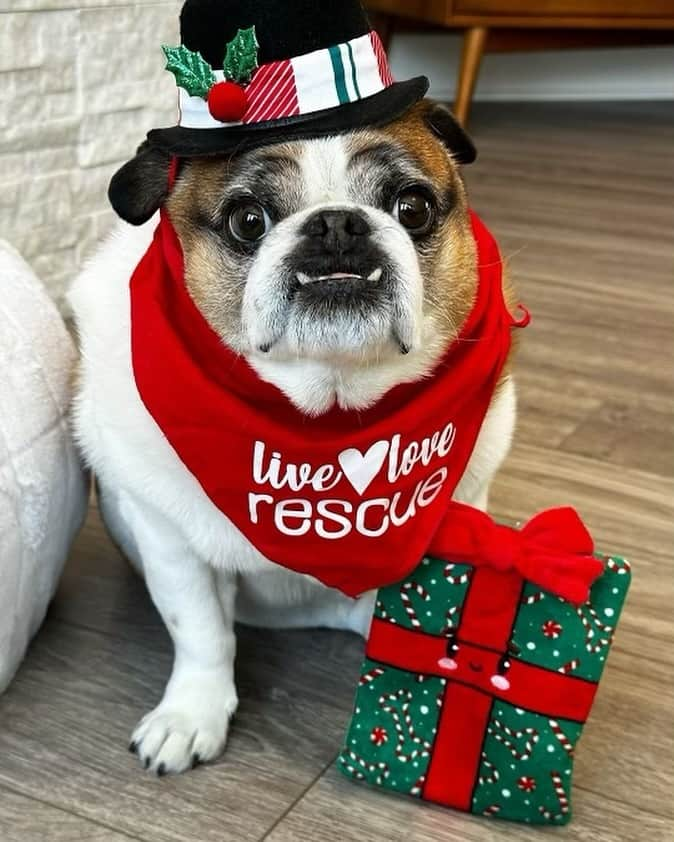 カミラ・ルディントンさんのインスタグラム写真 - (カミラ・ルディントンInstagram)「🔁 @wafflesthepugmix + @bestfriendsanimalsociety   Happy #GivingTuesday! ❤️🎁  This Tuesday, your donation to help animals does EVEN MORE GOOD! ❤️ @bestfriendsanimalsociety is TRIPLE-MATCHING all donations! Your gift will help 3x the number of homeless pets! 🧡 To make a contribution please go to the @bestfriendsanimalsociety donation page!   Thank you for your support! ❤️I hope you have an amazing Tuesday! 🧡 Love, Waffles ❤️🎁🧡 . . . #bestfriendsanimalsociety #pugrescue #pugs #dogrescue #givingtuesday」11月29日 5時16分 - camillaluddington