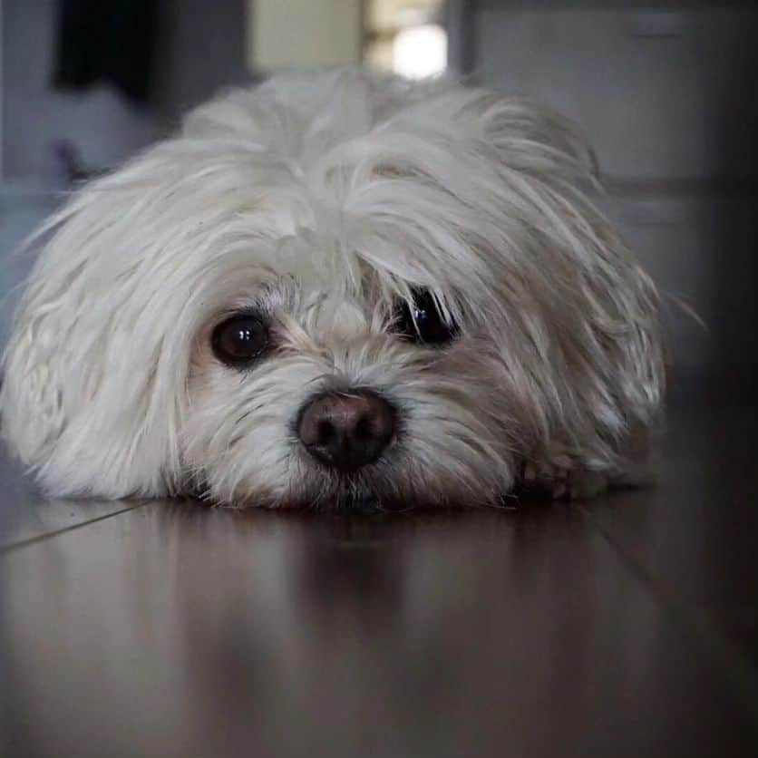 インナのインスタグラム：「Thank you for your unconditional love, my friend! We'll always remember you! R.I.P Bobo!」