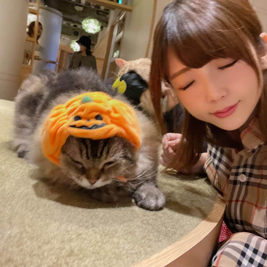 佐倉絆さんのインスタグラム写真 - (佐倉絆Instagram)「ハニーとまたmocha新宿店 @mocha.sinjyuku  にいってきたよ🐈💓 mochaは季節によって猫ちゃんもお洋服着たりしてて、 ハロウィンの時期だからコスプレの猫ちゃんもいたよ♥️🎃 みんな余計に可愛すぎる、、、 おやつあげたからまた大人気になれた🐱  ちなみにハニーが調べ事してたから、その間私はマリカーやって遊んだりしてました🤣 可愛い猫だけじゃなくて漫画もゲームもなんでもあるmocha最高 ちなみにココアが美味しすぎて6杯飲んだ😘  #猫カフェmocha #猫カフェ #mocha新宿店 #モカ新宿 #新宿猫カフェ #新宿カフェ #新宿 #いやしねこ #実は猫派です  #PR」11月28日 20時54分 - kizunasakura