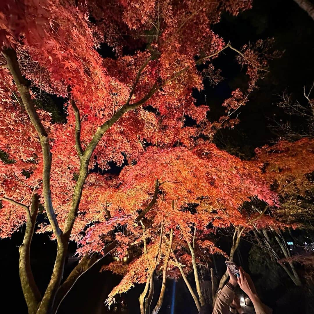 佐々木舞夕さんのインスタグラム写真 - (佐々木舞夕Instagram)「__🍁  紅葉のライトアップを観に🌟  2周して堪能した❤️ まさに今めちゃくちゃ見頃だから早めに是非行ってみてほしい〜！！  日中の雰囲気も観に行きたいなと思いました✨  #縮景園 #shukkeien  #広島市中区  #広島市観光 #広島観光 #紅葉スポット  #広島紅葉スポット #ライトアップ #広島イベント #🍁 #Hiroshima #Japan」11月28日 21時02分 - truffe_m_123