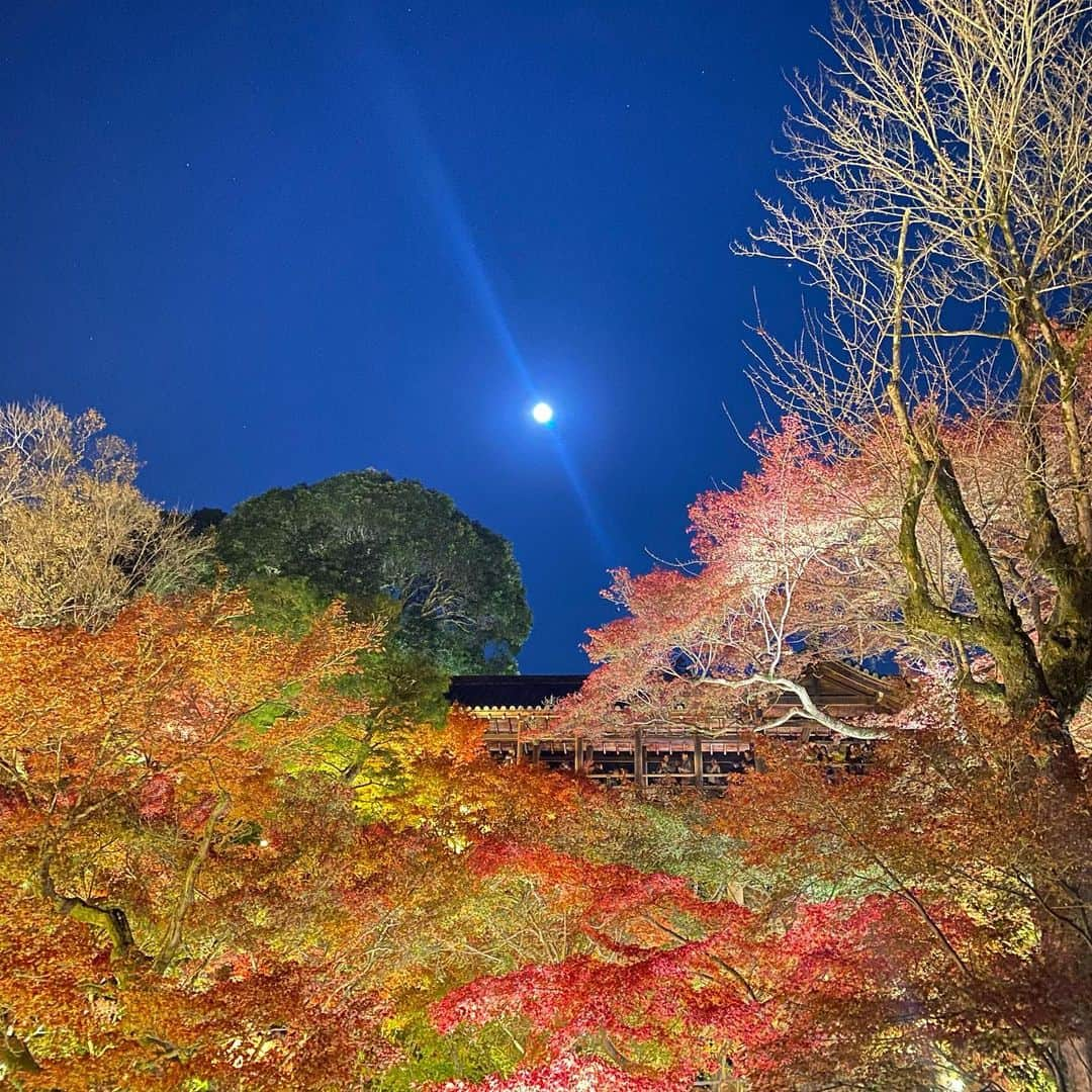 橋本和花子さんのインスタグラム写真 - (橋本和花子Instagram)「東福寺の紅葉ライトアップ🍁　 極寒と秋花粉に耐えながらの絶景。沁みたアア…」11月28日 21時06分 - wakako__hashimoto