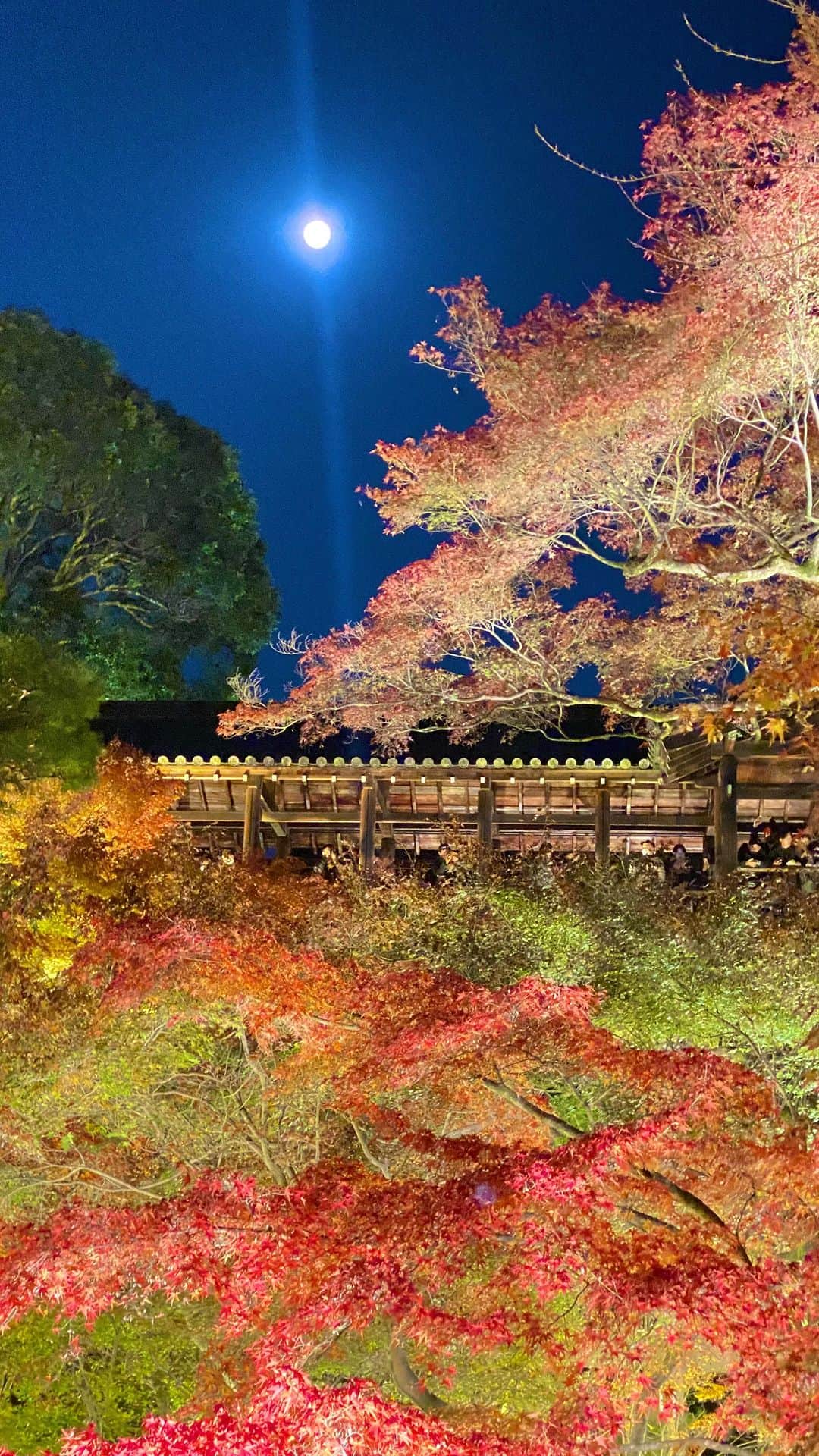 橋本和花子のインスタグラム：「* 紅葉のトンネル×東福寺の紅葉×女神・中塚美緒」