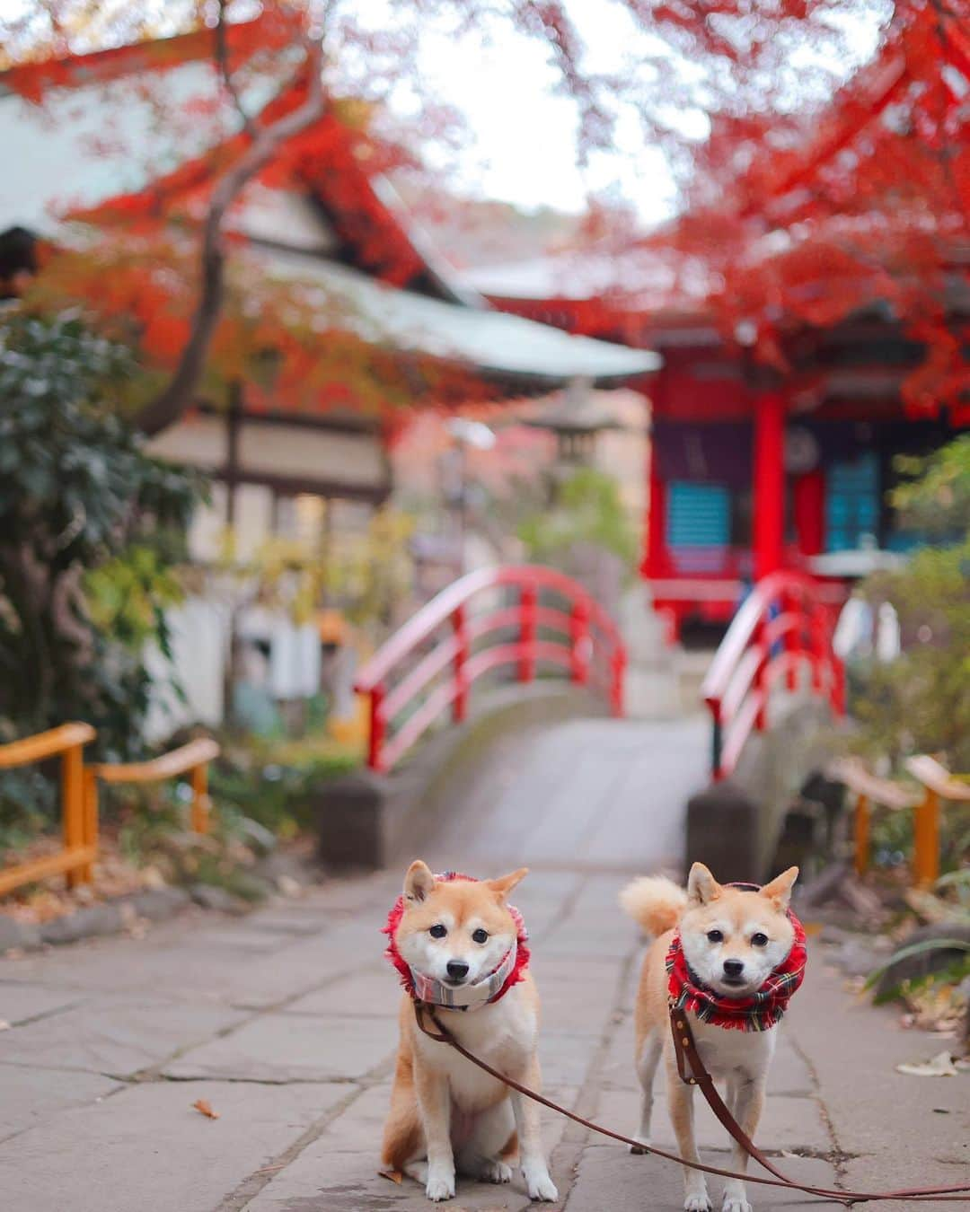 豆柴にこちゃんのインスタグラム：「🐶 週末の吉祥寺散歩❸  赤いマフラー🧣と赤い弁財天⛩ トムが誘拐犯に見える。  このマフラー、 女子高生みたいでかわいくてお気に入り✨ レオくんママ作だよ😚　@__leoleo____   #柴犬#豆柴#mameshiba #shibastagram#japanphoto#shibainu#犬#shibainumania#犬のいる暮らし#shiba_snap#shibainupuppy#多頭飼い#dog#いぬすたぐらむ#puppy#dogstagram#instadog #doglover#pecoいぬ部#pecotv#いぬのきもち部#狗#子犬#barked#9gag#9gagpets#시바견」