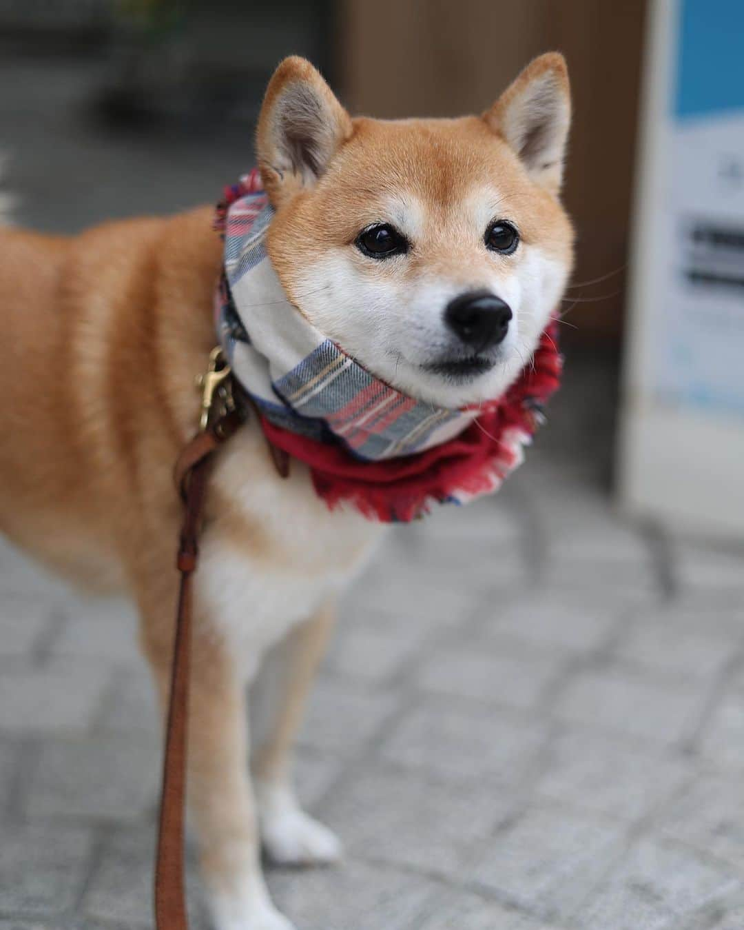 豆柴にこちゃんさんのインスタグラム写真 - (豆柴にこちゃんInstagram)「🐶 週末の吉祥寺散歩❸  赤いマフラー🧣と赤い弁財天⛩ トムが誘拐犯に見える。  このマフラー、 女子高生みたいでかわいくてお気に入り✨ レオくんママ作だよ😚　@__leoleo____   #柴犬#豆柴#mameshiba #shibastagram#japanphoto#shibainu#犬#shibainumania#犬のいる暮らし#shiba_snap#shibainupuppy#多頭飼い#dog#いぬすたぐらむ#puppy#dogstagram#instadog #doglover#pecoいぬ部#pecotv#いぬのきもち部#狗#子犬#barked#9gag#9gagpets#시바견」11月28日 21時26分 - nikochan.mame48