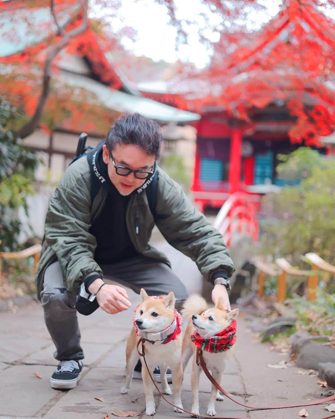 豆柴にこちゃんさんのインスタグラム写真 - (豆柴にこちゃんInstagram)「🐶 週末の吉祥寺散歩❸  赤いマフラー🧣と赤い弁財天⛩ トムが誘拐犯に見える。  このマフラー、 女子高生みたいでかわいくてお気に入り✨ レオくんママ作だよ😚　@__leoleo____   #柴犬#豆柴#mameshiba #shibastagram#japanphoto#shibainu#犬#shibainumania#犬のいる暮らし#shiba_snap#shibainupuppy#多頭飼い#dog#いぬすたぐらむ#puppy#dogstagram#instadog #doglover#pecoいぬ部#pecotv#いぬのきもち部#狗#子犬#barked#9gag#9gagpets#시바견」11月28日 21時26分 - nikochan.mame48