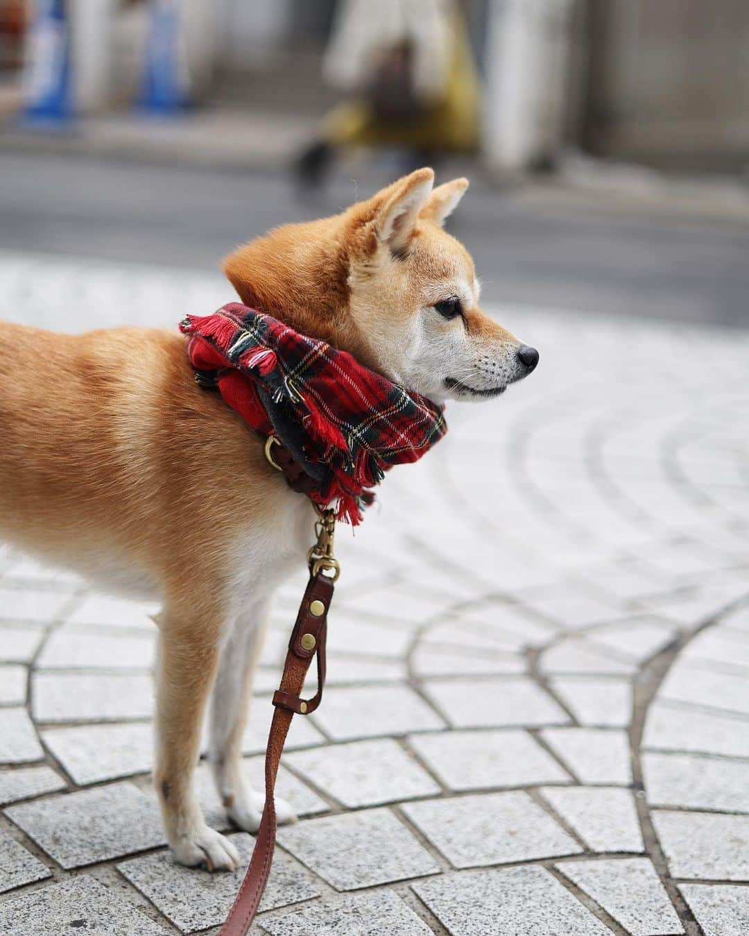 豆柴にこちゃんさんのインスタグラム写真 - (豆柴にこちゃんInstagram)「🐶 週末の吉祥寺散歩❸  赤いマフラー🧣と赤い弁財天⛩ トムが誘拐犯に見える。  このマフラー、 女子高生みたいでかわいくてお気に入り✨ レオくんママ作だよ😚　@__leoleo____   #柴犬#豆柴#mameshiba #shibastagram#japanphoto#shibainu#犬#shibainumania#犬のいる暮らし#shiba_snap#shibainupuppy#多頭飼い#dog#いぬすたぐらむ#puppy#dogstagram#instadog #doglover#pecoいぬ部#pecotv#いぬのきもち部#狗#子犬#barked#9gag#9gagpets#시바견」11月28日 21時26分 - nikochan.mame48