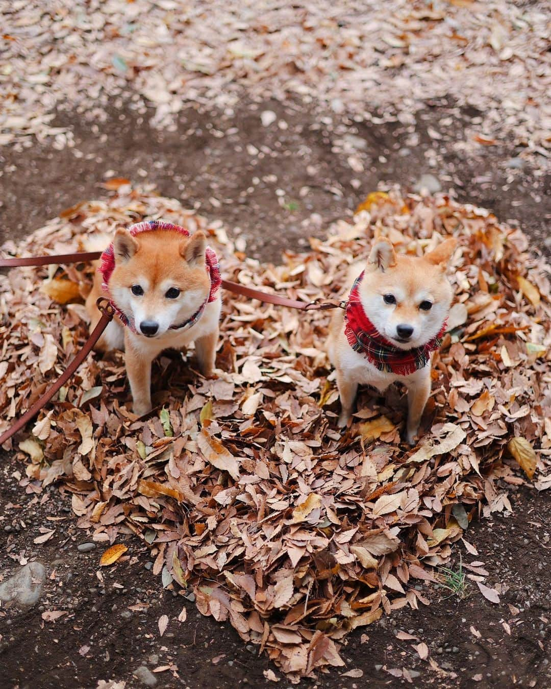 豆柴にこちゃんさんのインスタグラム写真 - (豆柴にこちゃんInstagram)「🐶🍁 週末の吉祥寺散歩❶  誰かが作ったハートの葉布団があったから 乗ってみた🫶  #柴犬#豆柴#mameshiba #shibastagram#japanphoto#shibainu#犬#shibainumania#犬のいる暮らし#shiba_snap#shibainupuppy#多頭飼い#dog#いぬすたぐらむ#puppy#dogstagram#instadog #doglover#pecoいぬ部#pecotv#いぬのきもち部#狗#子犬#barked#9gag#9gagpets#시바견」11月28日 21時19分 - nikochan.mame48