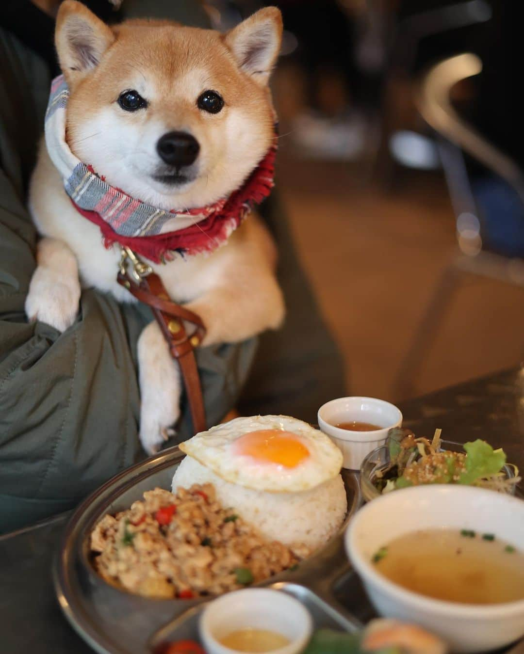 豆柴にこちゃんのインスタグラム