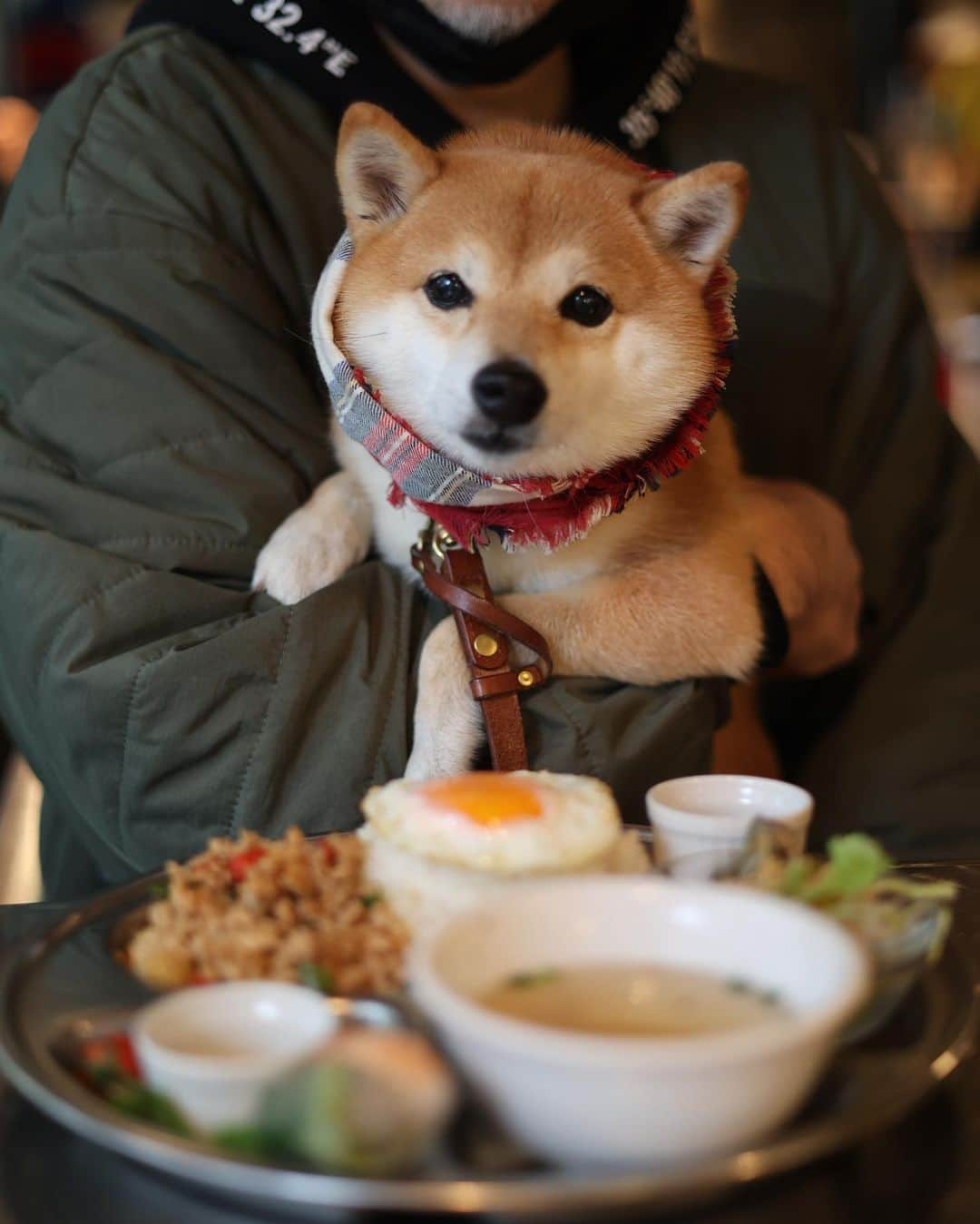 豆柴にこちゃんさんのインスタグラム写真 - (豆柴にこちゃんInstagram)「🐶 週末の吉祥寺散歩❷  少し久々の　@pepacafe_forest 定期的に食べたくなる〜🇹🇭  そして駅前は混んでて踏まれそうだから セカンドバッグ持ちされるにこたま。  #柴犬#豆柴#mameshiba #shibastagram#japanphoto#shibainu#犬#shibainumania#犬のいる暮らし#shiba_snap#shibainupuppy#多頭飼い#dog#いぬすたぐらむ#puppy#dogstagram#instadog #doglover#pecoいぬ部#pecotv#いぬのきもち部#狗#子犬#barked#9gag#9gagpets#시바견」11月28日 21時22分 - nikochan.mame48