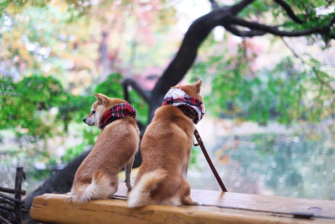 豆柴にこちゃんさんのインスタグラム写真 - (豆柴にこちゃんInstagram)「🐶 週末の吉祥寺散歩❹  背中は結構、男前。  #柴犬#豆柴#mameshiba #shibastagram#japanphoto#shibainu#犬#shibainumania#犬のいる暮らし#shiba_snap#shibainupuppy#多頭飼い#dog#いぬすたぐらむ#puppy#dogstagram#instadog #doglover#pecoいぬ部#pecotv#いぬのきもち部#狗#子犬#barked#9gag#9gagpets#시바견」11月28日 21時33分 - nikochan.mame48