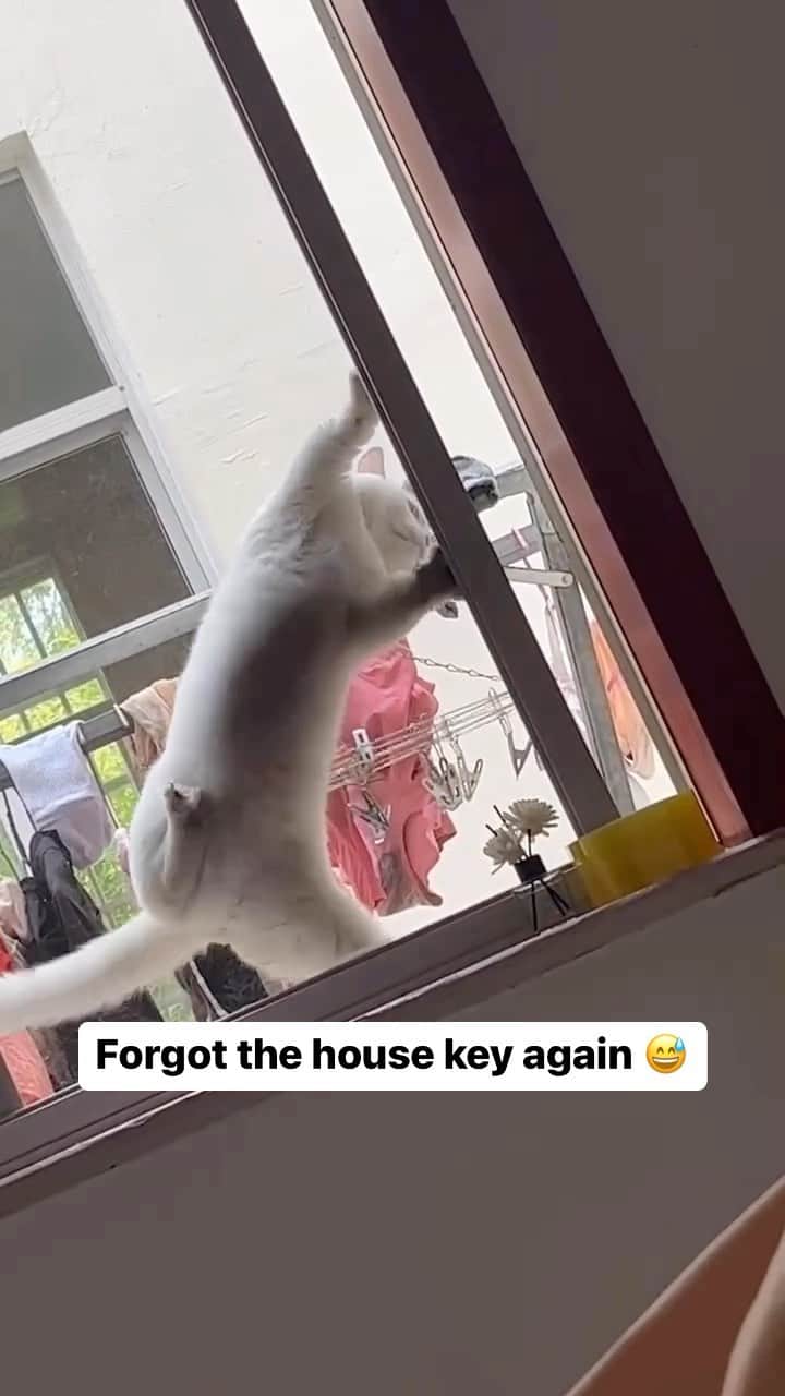 Cute Pets Dogs Catsのインスタグラム：「Forgot the house key again 😅  Credit: adorable @🙄᭄ | DY ** For all crediting issues and removals pls 𝐄𝐦𝐚𝐢𝐥 𝐮𝐬 ☺️  𝐍𝐨𝐭𝐞: we don’t own this video/pics, all rights go to their respective owners. If owner is not provided, tagged (meaning we couldn’t find who is the owner), 𝐩𝐥𝐬 𝐄𝐦𝐚𝐢𝐥 𝐮𝐬 with 𝐬𝐮𝐛𝐣𝐞𝐜𝐭 “𝐂𝐫𝐞𝐝𝐢𝐭 𝐈𝐬𝐬𝐮𝐞𝐬” and 𝐨𝐰𝐧𝐞𝐫 𝐰𝐢𝐥𝐥 𝐛𝐞 𝐭𝐚𝐠𝐠𝐞𝐝 𝐬𝐡𝐨𝐫𝐭𝐥𝐲 𝐚𝐟𝐭𝐞𝐫.  We have been building this community for over 6 years, but 𝐞𝐯𝐞𝐫𝐲 𝐫𝐞𝐩𝐨𝐫𝐭 𝐜𝐨𝐮𝐥𝐝 𝐠𝐞𝐭 𝐨𝐮𝐫 𝐩𝐚𝐠𝐞 𝐝𝐞𝐥𝐞𝐭𝐞𝐝, pls email us first. **」