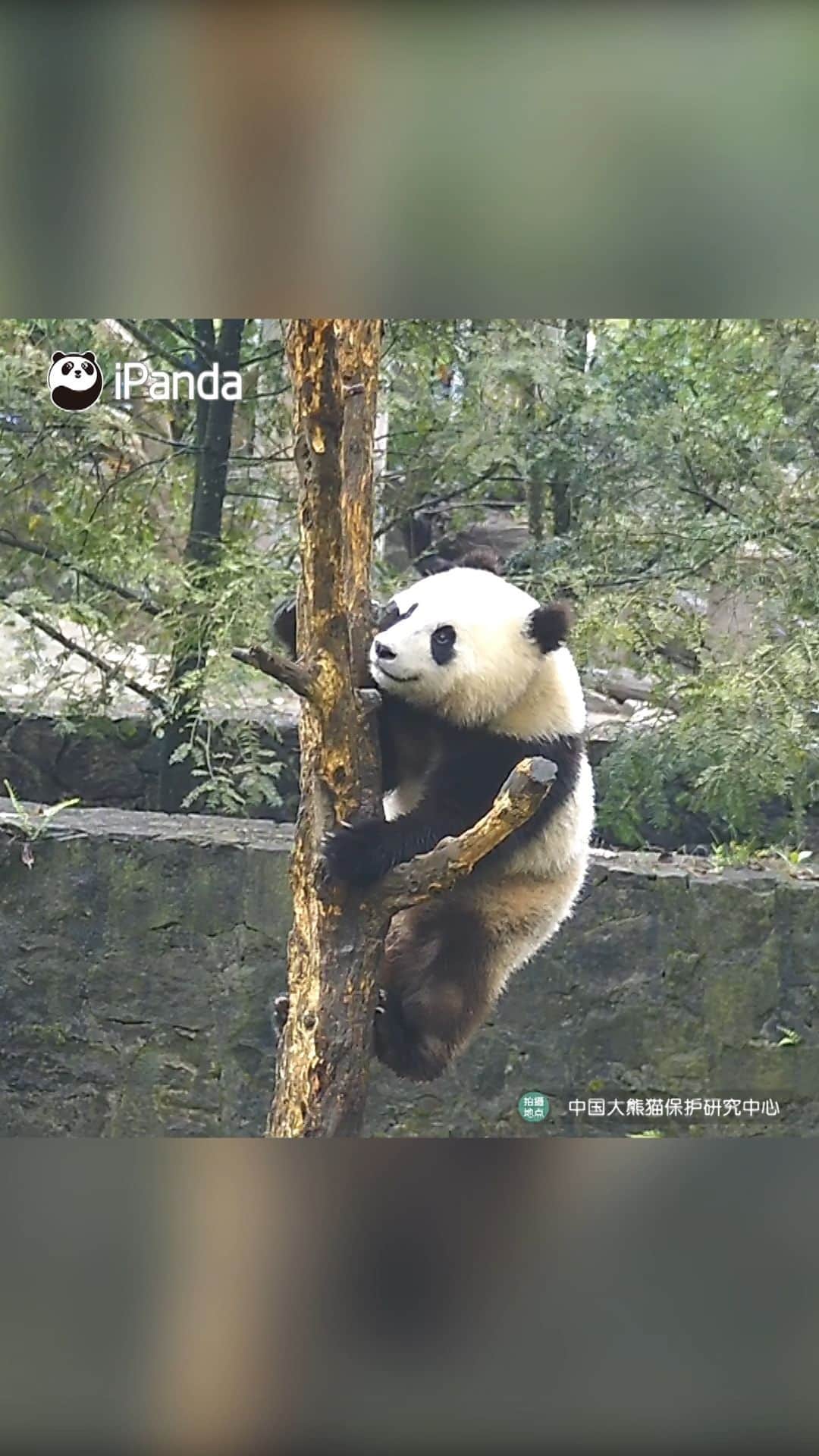 iPandaのインスタグラム：「Panda is showing you a fancy scratching posture. (Qing Bao/Mei Xin) 🐼 🐼 🐼 #Panda #iPanda #Cute #HiPanda #PandaMoment #CCRCGP   For more panda information, please check out: https://en.ipanda.com」