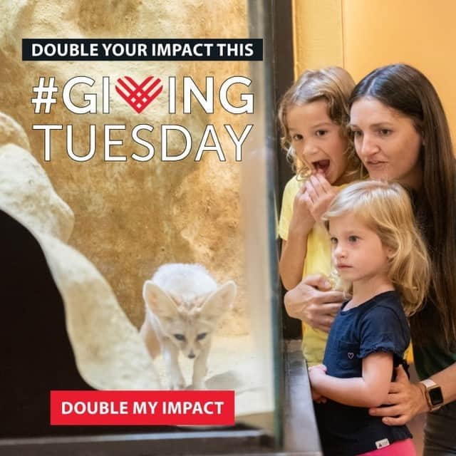 スミソニアン国立動物園のインスタグラム：「Your gift to the Smithsonian’s National Zoo in honor of Giving Tuesday will be MATCHED, dollar-for-dollar, up to our $75,000 goal. Please help us care for the 2,000 animals at the Zoo and support our critical wildlife conservation efforts around the world. Give now for DOUBLE the impact!  Image description: Photo of a woman and two small children looking at a fennec fox at the zoo. Text on the image reads, "Double your impact this Giving Tuesday. Double my impact."」