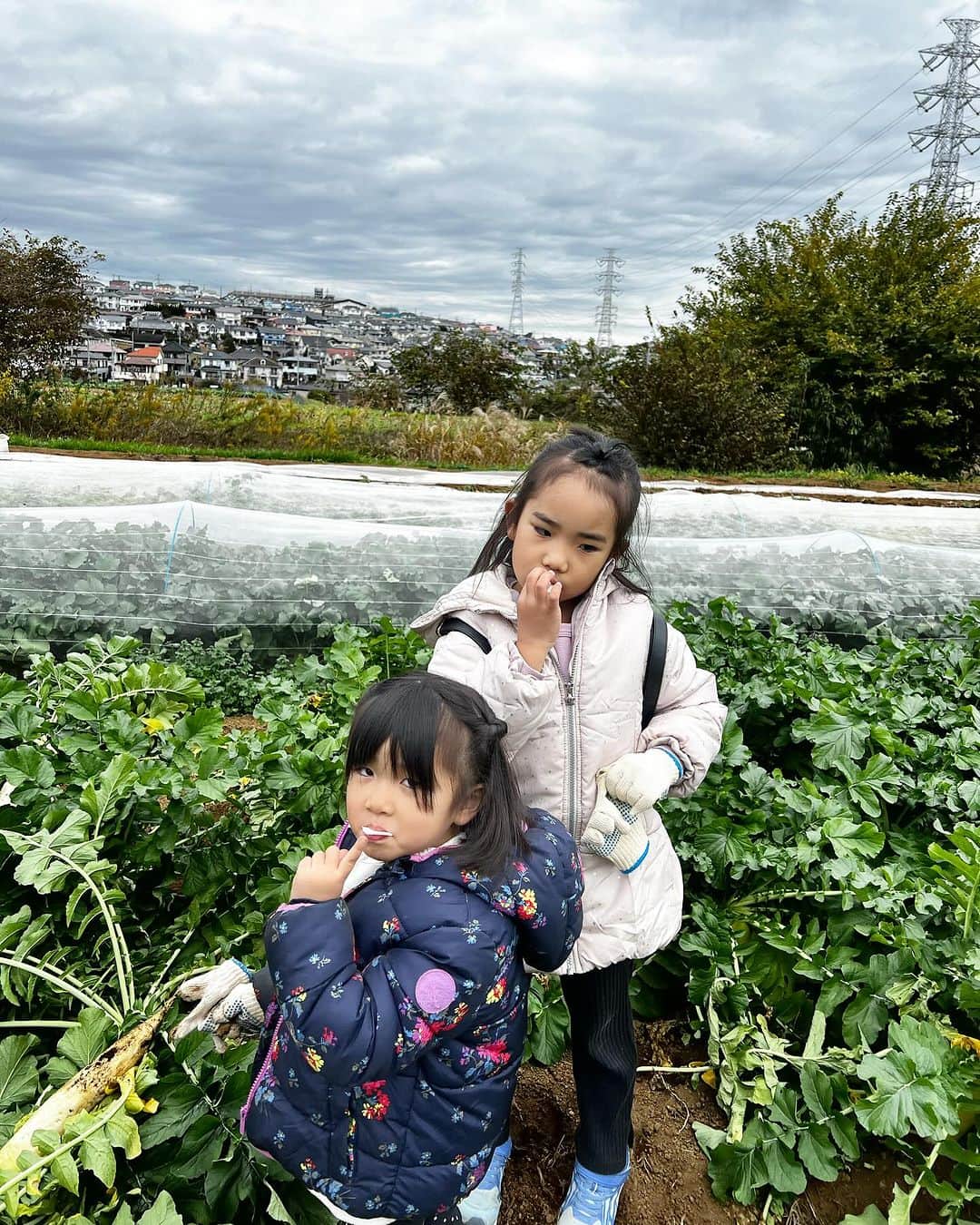 アレルギーナビゲーター 細川真奈 ❤さんのインスタグラム写真 - (アレルギーナビゲーター 細川真奈 ❤Instagram)「#アレルギーフレンドリーツアー in神奈川 開催いたしました🧑‍🌾✨  " いかす　めぐる　つながる。 be organic. " をテーマにオーガニックのお野菜生産・販売・学びを事業展開されている、 いかす平塚農場 @icas.sustainable.lifestyle の代表取締役 白土さんにご案内いただいた今回のツアー。  なんとも豪華で ⚫︎大根取り放題😳！（未だかつて聞いたことない！） ⚫︎巨大リーフレタス の収穫体験から、生産の知識まで… 本当に貴重な体験をさせていただきました。  乾燥野菜のご紹介・販売もあったのですが 中には胡瓜の乾燥野菜だなんて聞いたことも見たこともないものもあり…私も思わず購入させていただきました❣️  ランチは移動して、 白土さんにご紹介いただいた アッシュ×エム @hxmahiratsuka さんにて 小麦・卵・乳・ナッツ類不使用（それ以外の細やかなアレルゲンにも個別でご対応くださり感謝の気持ちでいっぱいです🥹）のフレンチのフルコースをご用意いただきました🍽️💕  フレンチですよ？！！！ しかもフルコースですよ？！！！  目の前に提供される見た目も華やかで手間暇かけられたメニューの数々に思わず主催者であることを忘れてしまいかけてしまう程の素晴らしさでした🥹💕 また、お子様がナイフとフォークを手に取り恐る恐る口にする様子。 食べた直後に目を輝かせている様子を見て思わず胸が熱くなったり…💓  食物アレルギーがあると外食はもちろん、 フレンチのフルコースは家族でも行くことがなかなか難しい中で、今回はもはやクリスマス前倒しのような素敵なアレルギーフレンドリーランチとなりました🌲✨  趣旨をお伝えした際に「むしろ燃えます！」と仰って下さり、ご家族みんなで楽しめるコース料理を…と、 お忙しい中何度もやり取りさせていただいたり、 この日の為にわざわざ米粉パンを何度も研究までしてくださったという幸野シェフ👨‍🍳✨ 感謝してもしきれません😣💕  皆さまのご協力のおかげで 無事、「アレルギーフレンドリーツアー」を開催することができました。  ☑︎オーガニックのお野菜の生産背景 ☑︎オーガニック且つ、採れたて新鮮なお野菜苦手なお子様ですら食べられちゃう不思議 ☑︎こんなに素晴らしい対応、美味しさ優しさのレストランがあるということ ☑︎アレルギーっ子の仲間が実は沢山いること そんな事が少しでも胸に留まると、何か少しでも勇気や前向きな力になりましたら幸いです＾＾  さて。 7月から全国5都市で開催してきたツアーも今月で最終回。  アレルギーフレンドリーオンラインツアー🧑‍🌾✨ 日時：11/30（木）20:00〜21:00  ゲスト講師：いかす農場 白土代表 @icas.sustainable.lifestyle   詳細・お申込みはコチラから ↓ https://r0don.hp.peraichi.com/  参加費：無料  オーガニック野菜の生産に興味のある方、 アレルギーに興味のある方、 是非お申込みお待ちしております🙋‍♀️📩  #アレルギーフレンドリーツアー #アレルギーフレンドリーオンラインツアー #いかす平塚農場 #アッシュエム #親子体験 #親子体験イベント #内閣府関係人口創出事業 #農体験 #収穫体験 #卵アレルギー #乳アレルギー #小麦アレルギー #ナッツアレルギー #食物アレルギー #アレルギー #大人の食物アレルギー #アレルギーナビゲーター #食物アレルギー_イベント #食物アレルギー_外食 #美味しいって幸せ」11月28日 22時03分 - manahosokawa