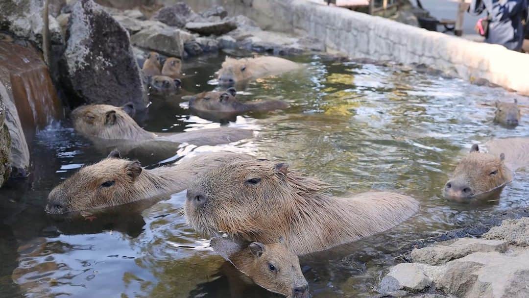 渡辺克仁のインスタグラム：「今日のシャボテン動物公園のカピバラ露天風呂。  強い風で湯の温度が下がり温水プール気分の様です。  #カピバラ #水豚 #capybara #伊豆シャボテン動物公園  #可愛い #かわいい #pretty #癒し #静岡県」