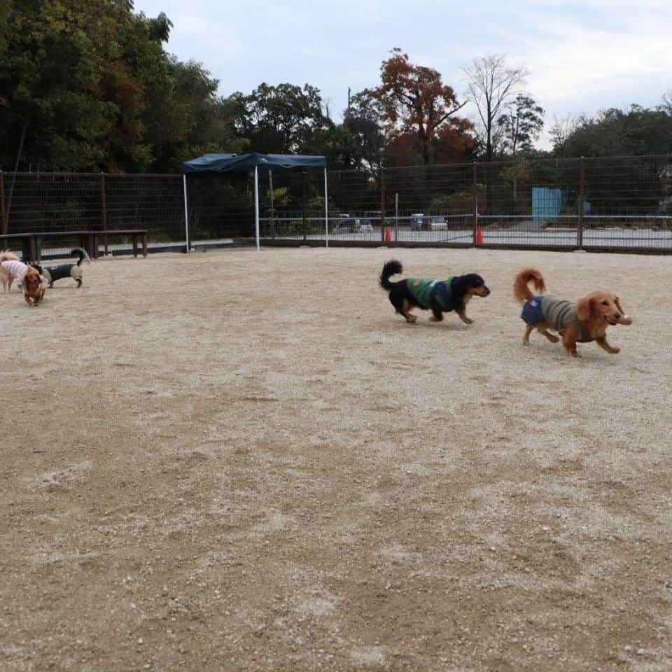 ピックさんのインスタグラム写真 - (ピックInstagram)「ちょいと記念に🐶🐶🤩🤩💨💨💨💨 、 @poke.pocke  同級生のポッケくん ピクのことが好きすぎて（笑）片時も離れず🤭🤭 もー必死で、振り返れば、ポッケが居る😜 嫌われるより、ガウガウされるより、こんなに好き好き嬉しいよー あんまり気にしないでね 、 ランだと100パー逃げ切れてたね🐶🙄😁 、 次も楽しみにしてるー ありがとうねー 、 #大好きなお友達  #ストーカー #かわいい犬  #ミニチュアダックス大好き  #ダックス大好き  #犬友 #イッヌ #いぬバカ部 #pecoいぬ部 #peppyフォト部 #dachshundlove #doggy #dogstagram_japan #イヌスタグラム #いぬすたぐらむ #たんそく部 #いぬのいる暮らし #犬の居る生活 #miniaturedachshund #犬 #dog #todayswanko #pecoいぬ部 #lovedogs #犬好きな人と繋がりたい」11月28日 22時34分 - pick09040904