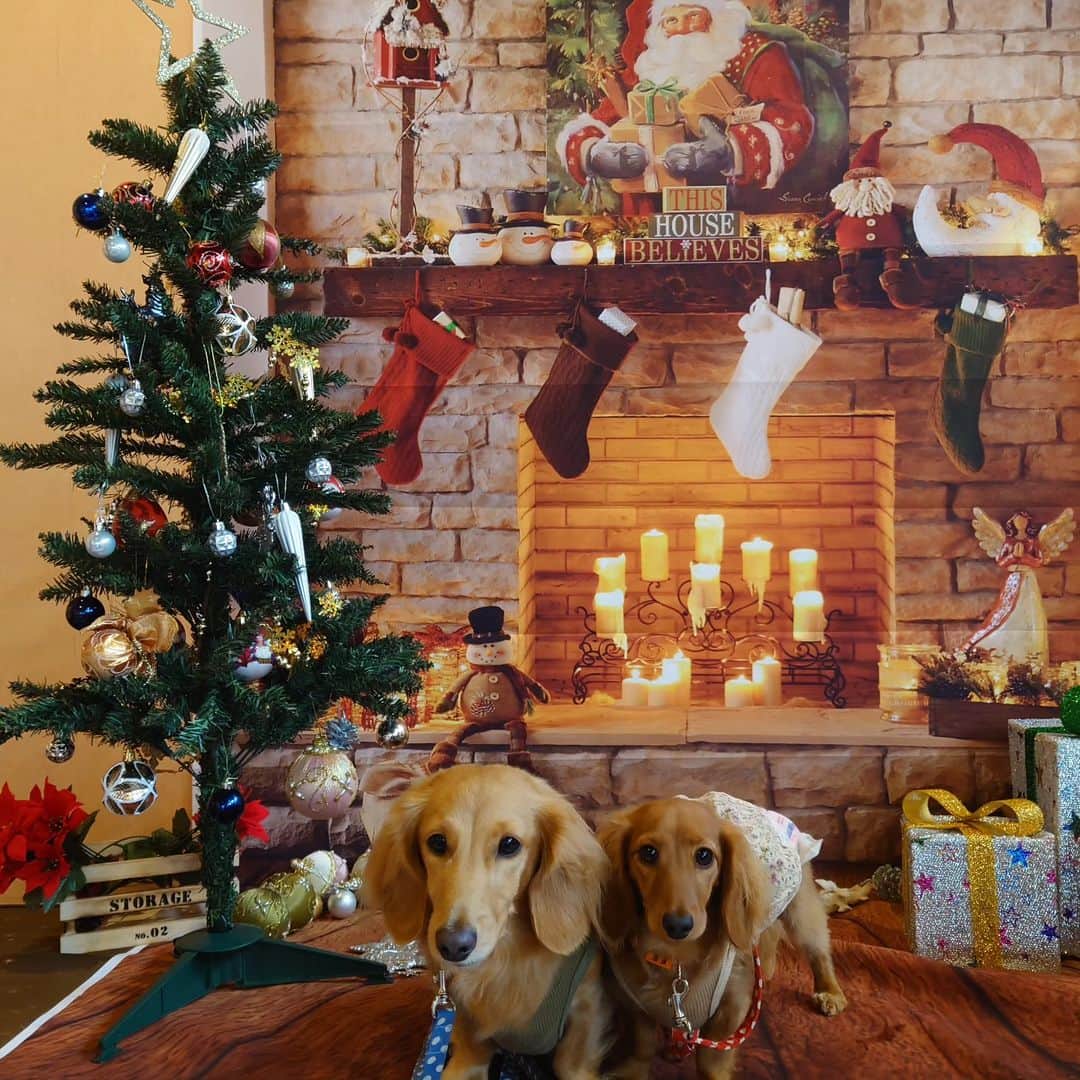 ピックのインスタグラム：「個人バージョン🎅🎄 、 これまた、素敵な思い出 、 あー楽しかった! 、 さて、遅くなった😵寝なきゃ 、 おやすみなさい 、 #クリスマス  #Christmas #撮影ブース  #犬友  #楽しかった #イッヌ #いぬバカ部 #pecoいぬ部 #peppyフォト部 #dachshundlove #doggy #dogstagram_japan #イヌスタグラム #いぬすたぐらむ #たんそく部 #いぬのいる暮らし #犬の居る生活 #miniaturedachshund #犬 #dog #todayswanko #pecoいぬ部 #わんわん小学校 #lovedogs #犬好きな人と繋がりたい」