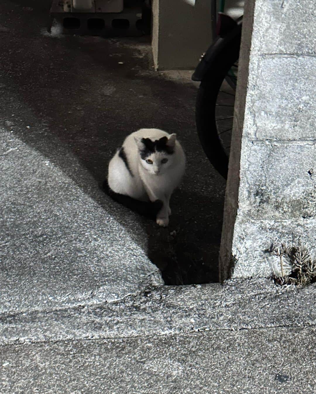中嶋イッキュウさんのインスタグラム写真 - (中嶋イッキュウInstagram)「沖縄好き yonige好き  できればゆっくり過ごしたかった  あと髪の毛切った！ @0212itk ありがと♡」11月28日 22時41分 - ikkyu193
