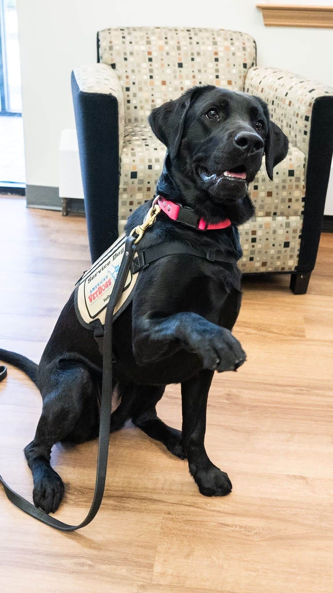 The Dogistのインスタグラム：「Maggie, Labrador Retriever, America’s VetDogs HQ, Smithtown, NY • We’ve raised more than $21,600 for @americasvetdogs, all thanks to your generous donations to our @gofundme! Closing out the series this #GivingTuesday with a visit to America’s VetDogs HQ – where I met Maggie, a facility service dog who showed me all of her training skills. I was blown away by a simple somethings like a sustained head “rest” on your lap or a hug can completely change your mood – it’s like a force of happiness!   America’s VetDogs’ mission is to help those who have served our country honorably live with dignity and independence. They raise, train, and place assistance dogs for veterans with physical disabilities; guide dogs for individuals who are blind or have low vision; service dogs to help mitigate the effects of post-traumatic stress disorder; and facility dogs as part of the rehabilitation process in military and VA hospitals. These dogs immeasurably change the lives of the veterans who are lucky enough to receive them, often supplanting the need for many pharmaceuticals.   Each dog costs about $50,000 from start to finish, and they provide these dogs at no cost to the veterans. Veterans consistently turn to GoFundMe for help affording and caring for service dogs - a cause that is not currently supported by the VA.   If you’re able to, please help support their mission with a donation as a Thank You For Your Service. Link in bio. #SponsoredByGoFundMe #paidpartnership」