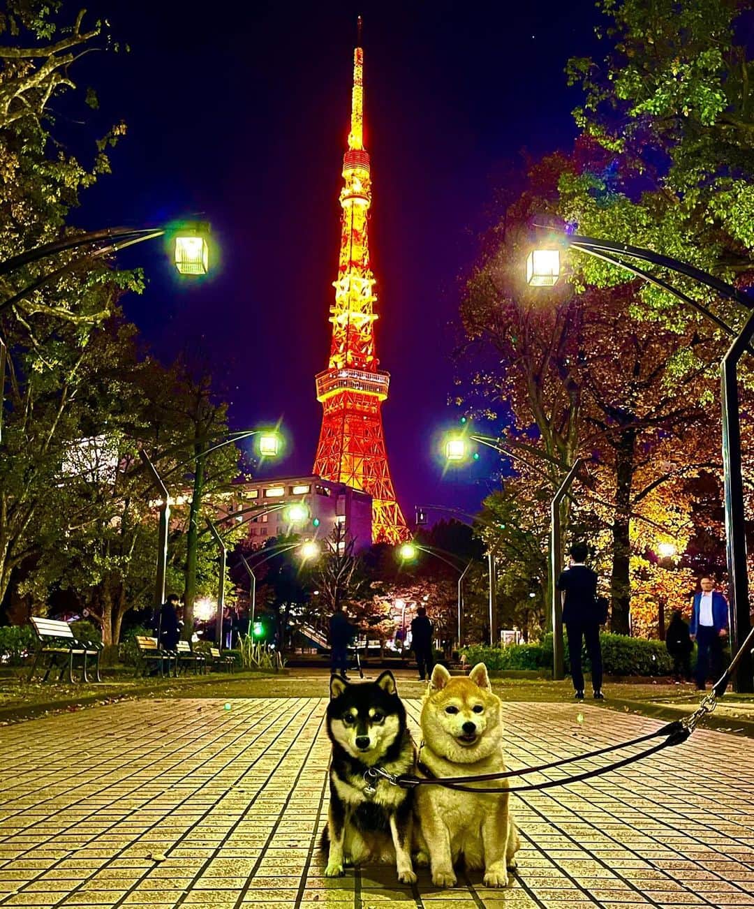 豆柴なつ&ふゆのインスタグラム：「Tokyo night view😆⭐️ 今日から東京夜景旅行🗼😆⭐️ 泊まったお宿は @inumo_shibakoen 💕  #東京タワー #東京旅行 #東京 #tokyo #夜景 #都会    #trip  #犬連れ旅行　#旅行 #ワンコと旅行 #犬と旅行  #犬のいる暮らし  #しばいぬ #シバフル #わんダフォ #shibamania  #shiba_snap  #instashiba#cutedogs  #柴犬#shiba #shibainu #shibastagram #pecoいぬ部 #shibainumag_feature #dogoftheday  #🐕📷 #theshibasociety」