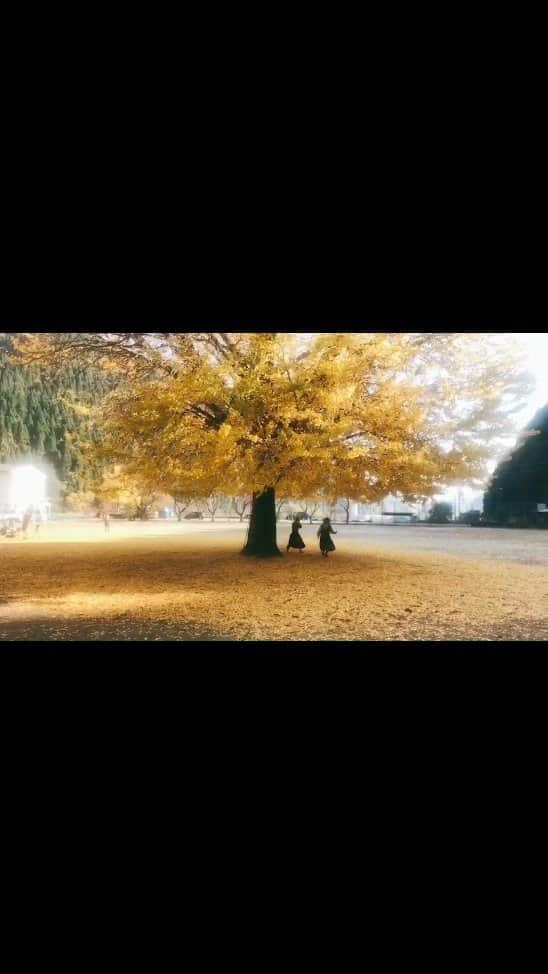岩倉しおりのインスタグラム：「秋から冬へ。⁡ ⁡⁡ ⁡⁡ #秋 #冬 #autumn #winter #鳥取 #鳥取県 #銀杏 #雪 #snow #Japan #日本 #リール #reels #reelsinstagram #reelsvideo #reelitfeelit #Japan #InstagramJapan #landscape #indy_photolife #photographer #photo_jpn #bestoftheday #IGersJP #ig_japan #감성사진 #photographylovers #ファインダー越しの私の世界」