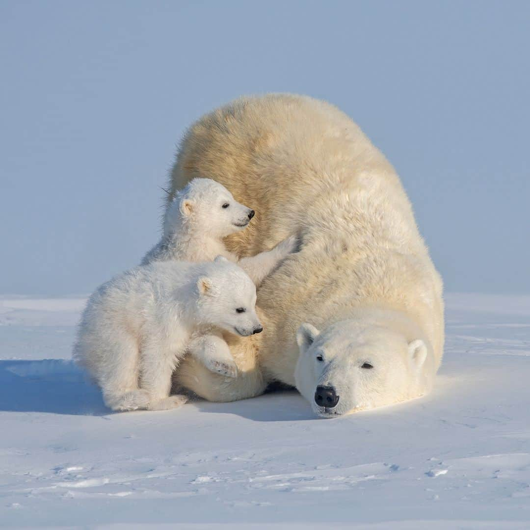 アニマルプラネットさんのインスタグラム写真 - (アニマルプラネットInstagram)「Trying to get the kids to sit still for a picture 🫠  #PolarBear #wildlife」11月28日 23時00分 - animalplanet