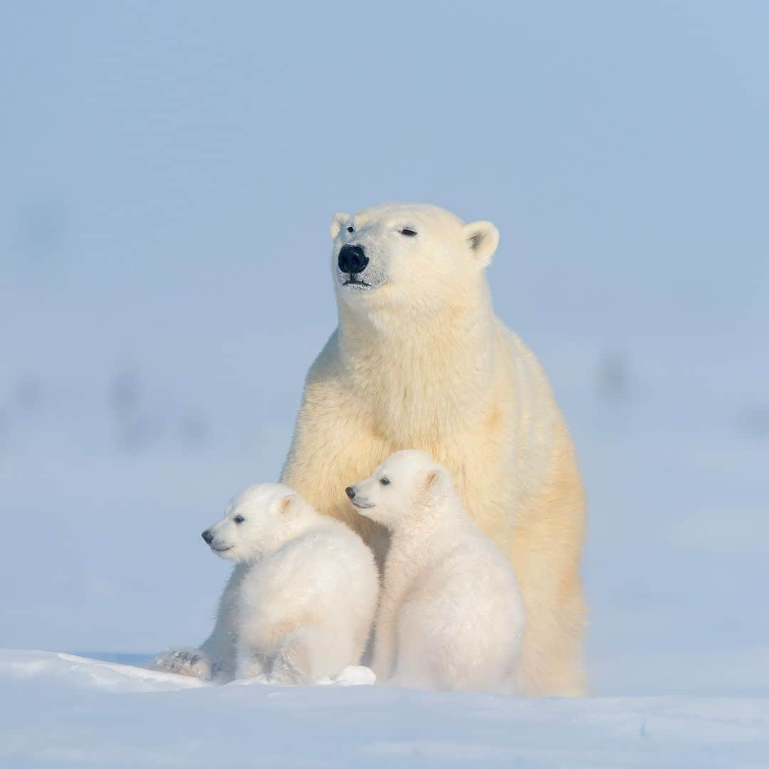 アニマルプラネットさんのインスタグラム写真 - (アニマルプラネットInstagram)「Trying to get the kids to sit still for a picture 🫠  #PolarBear #wildlife」11月28日 23時00分 - animalplanet