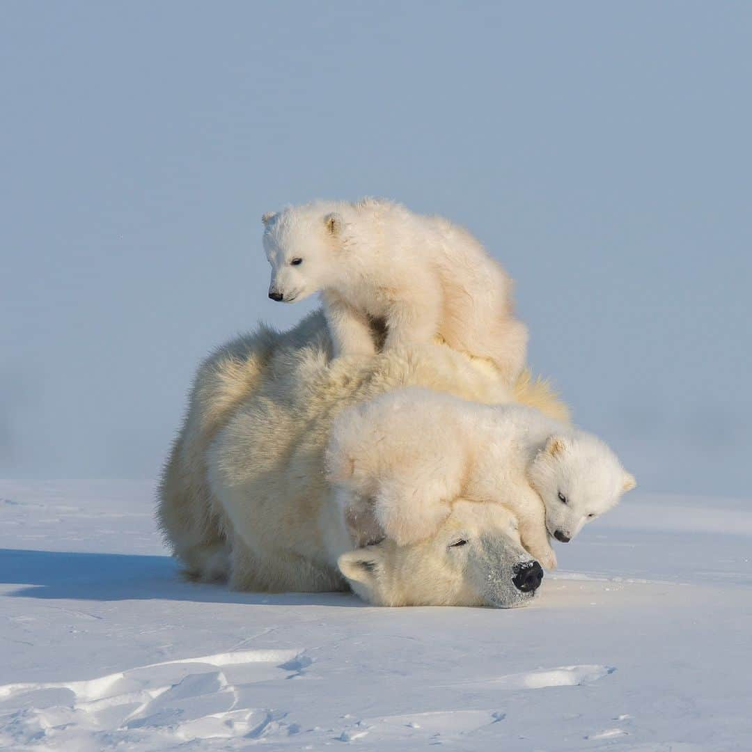 アニマルプラネットさんのインスタグラム写真 - (アニマルプラネットInstagram)「Trying to get the kids to sit still for a picture 🫠  #PolarBear #wildlife」11月28日 23時00分 - animalplanet