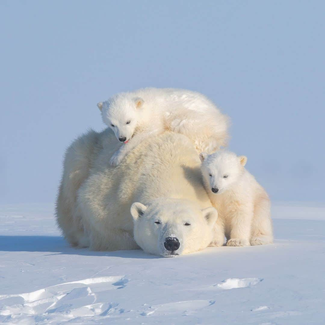 アニマルプラネットのインスタグラム：「Trying to get the kids to sit still for a picture 🫠  #PolarBear #wildlife」