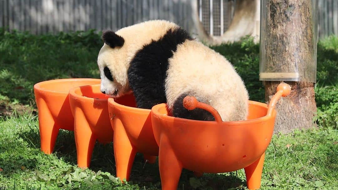 iPandaのインスタグラム：「Do you think this is just an ordinary toy? In fact, it was my first step in practicing hurdles! (Yun Duo’s cub) 🐼 🐼 🐼 #Panda #iPanda #Cute #HiPanda #CCRCGP  For more panda information, please check out: https://en.ipanda.com」