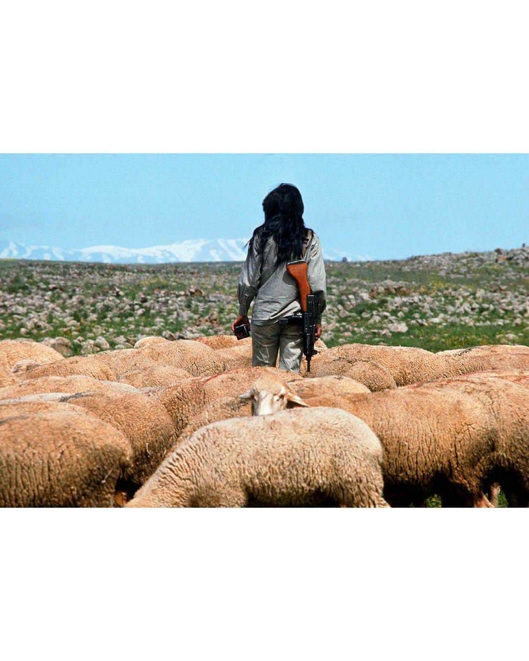 Magnum Photosさんのインスタグラム写真 - (Magnum PhotosInstagram)「A selection of images from the Magnum archive relating to Israel, Palestine and the surrounding areas, dating back eighty years.  Magnum photographers have covered several key moments in the decades-long history of conflict and tension between Israel and Palestine, starting with @philippe_halsman_official’s photographs from 1936 showing tension building in Mandatory Palestine and continuing up until October 2023, with recently published work by @william.keo, @jeromesessini and @pvanagtmael from Israel and the West Bank.  🔗 View the full selection at the link in the @magnumphotos bio.  Magnum Photos stands for the freedom of the press and against the targeting or silencing of journalists in the field.  PHOTOS (left to right):  (1) The British Army and Palestine Police force searching passers-by in Jaffa during the Arab Revolt. Jaffa. 1936. © @philippe_halsman_official / Magnum Photos  (2) Two Palestinian girls reading in a refugee camp in the Jordan Valley. Jordan. 1952. © @georgerodgerphotos / Magnum Photos  (3) Israeli soldier in East Jerusalem knocks out the Arab sign naming the Wailing Wall as “Al-Buraq Wall.” 1967. © @michabaram.archive / Magnum Photos  (4) Woman with a rifle guards a flock of sheep on a Kibbutz. Golan Heights. 1973. © @thomashoepker / Magnum Photos  (5) Palestinians demonstrate for peace with olive branches next to Israeli Border Guards. West Bank. 1991. © @abbas.photos / Magnum Photos  (6) Young Palestinian man loading stone into a homemade catapult. West Bank. 2000 © Larry Towell / Magnum Photos  (7) Palestinian evicted from his home (left) by the Israelis because of its close vicinity to the ‘Security’ wall. Bethlehem, West Bank. 2005. © @marktpower / Magnum Photos  (8) Funeral of Avraham Walz, 29, killed in an attack earlier that day by a Palestinian in a stolen digger. Jerusalem. 2014. © Peter van Agtmael (@pvanagtmael) / Magnum Photos  (9) Clashes between Palestinian youth and Israeli forces following US president Donald Trump’s statement on Jerusalem status. Ramallah, West Bank. 2017. © @paolopellegrin / Magnum Photos  (10) Front door of a house is pierced by bullets. Kibbutz Kfar Aza, Israel. 2023. © @william.keo / Magnum Photos」11月28日 23時02分 - magnumphotos