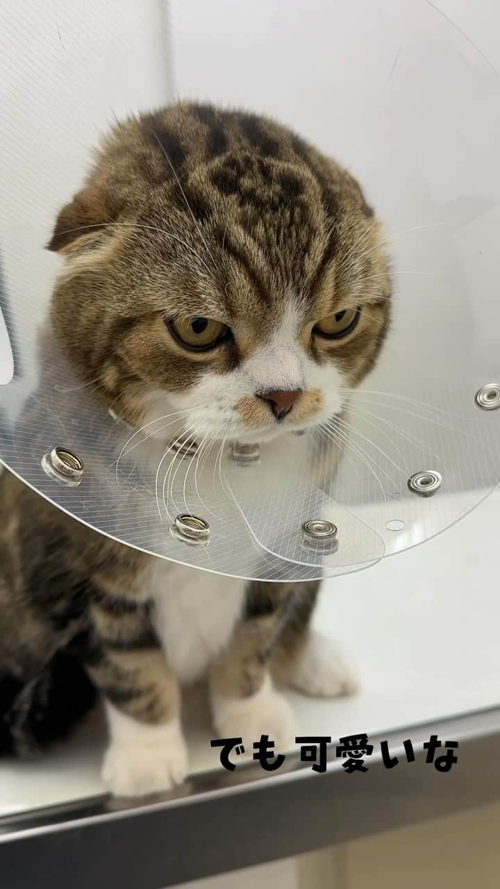 yayoi89のインスタグラム：「Nail clippers at the animal hospital Don't worry, it's just a checkup and he won't mind it 🐵☝️  カラー付けてるのって なんで可愛いんだろう🙈  いつも堂々としてるうずらちゃんだけど 病院で手を触られるのは苦手 3歳の時に散々検査したりギプスしたりした事でトラウマになってしまったのではと思います(結局は手を上げるのはただのクセでしょうになりました😂)  なので検診の時も爪切りの時だけ怒るので カラーを付けます 私のお腹に顔付けて 現実逃避してるの可愛すぎました🩷🐵  #weeklyfluff #cat #adorable #scottishfold #catlovers #catstagram #instacat #catlife #cats_of_instagram #meow #meowed #9gagcute  #ふわもこ部 #ねこ #猫 #ねこのいる生活 #猫のいる暮らし #ねこ部 #スコティッシュフォールド #かわいい」