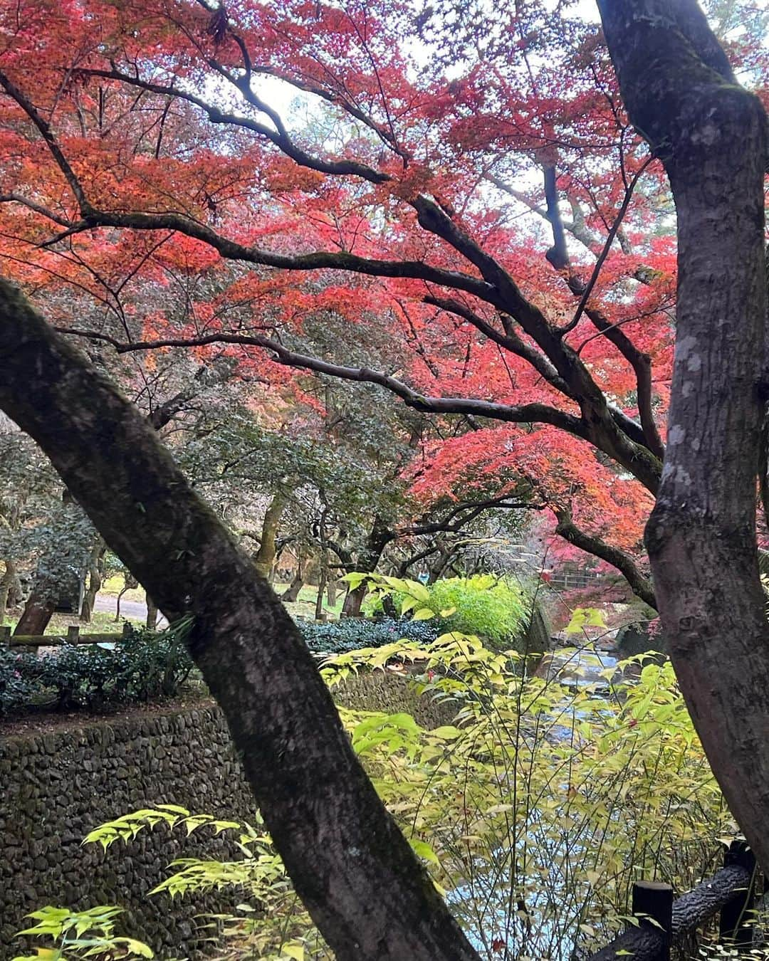 駒田奈美さんのインスタグラム写真 - (駒田奈美Instagram)「・ ・ ・ 『北野天満宮』 ・ ・ @kitano_tenmangu 学問の神様 北野天満宮へ ・ ・ もみじ苑の紅葉も見てきました🍁 ・ ・ ・ 次男の合格祈願も兼ねて… ・ ・ ・ #駒田奈美#モデル#アラフィフ#美魔女#紅葉#京都#京都旅行#北野天満宮#北野天満宮もみじ苑 #もみじ苑#合格祈願#学問の神様」11月28日 23時38分 - nami.komada