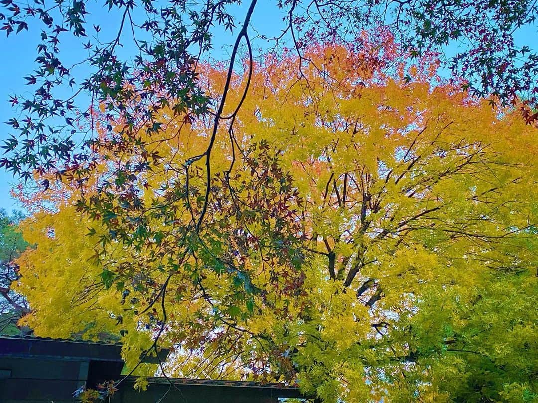 江﨑葵さんのインスタグラム写真 - (江﨑葵Instagram)「. . . 1年に数回必ず行く場所 乃木神社の空気はいつも柔らかくて 空気も澄んでいて とってもだいすきです。 1枚目の写真、よく見ると鳥が飛んでて可愛い。 . . . 紅葉してて綺麗だった🍁 . . . そして、御朱印が木で出来てるの！ 木のいい匂いがします🌲 (写真撮ってなかった！また見せるね) . . . #神社巡り #乃木坂 #乃木神社 #御朱印帳 #御朱印集め」11月28日 23時39分 - aoi1826