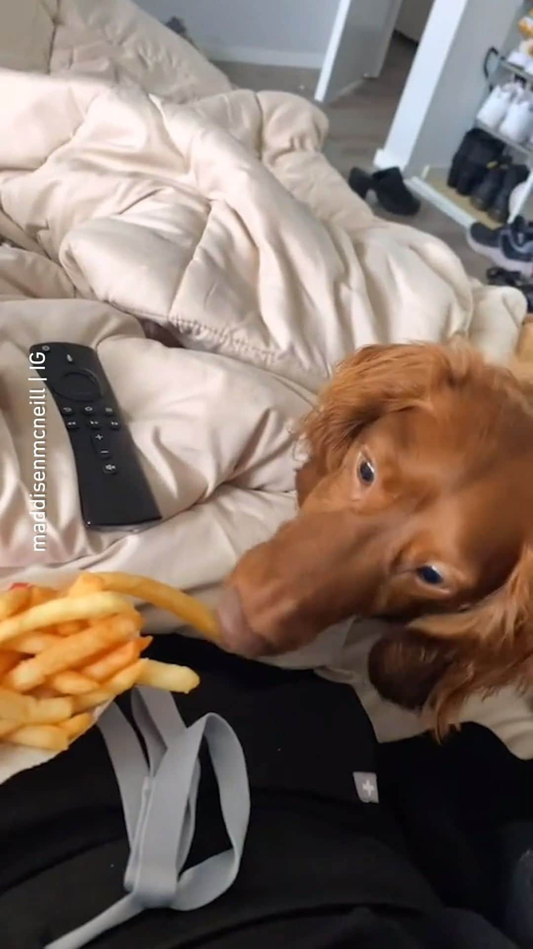 8crapのインスタグラム：「Sneaky boi 📹 @maddisenmcneill - #barked #dog #doggo #Dachshund」