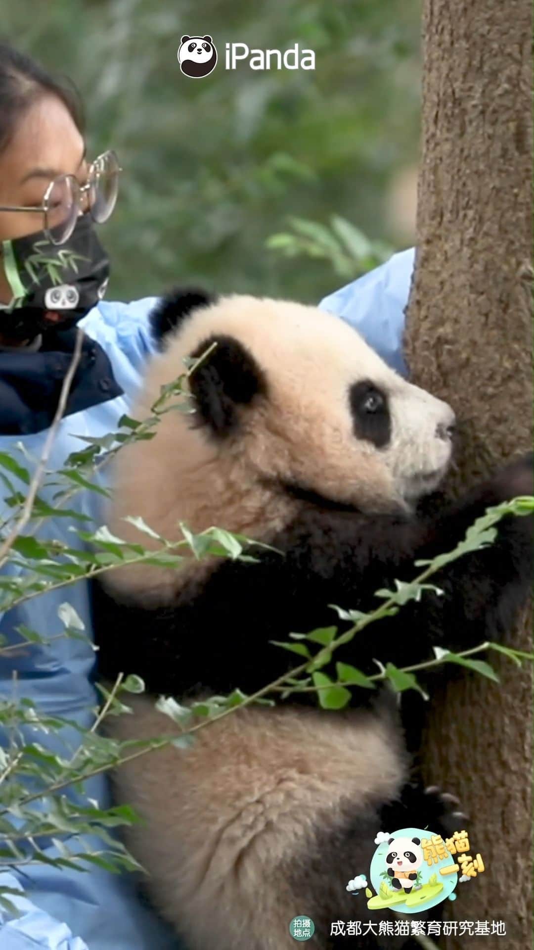 iPandaのインスタグラム：「I am not afraid of climbing up high as nanny is standing right behind to protect me.  🐼 🐼 🐼 #Panda #iPanda #Cute #HiPanda #PandaMoment #ChengduPandaBase #BestJobInTheWorld #HowGiantPandasGrowUp  For more panda information, please check out: https://en.ipanda.com」