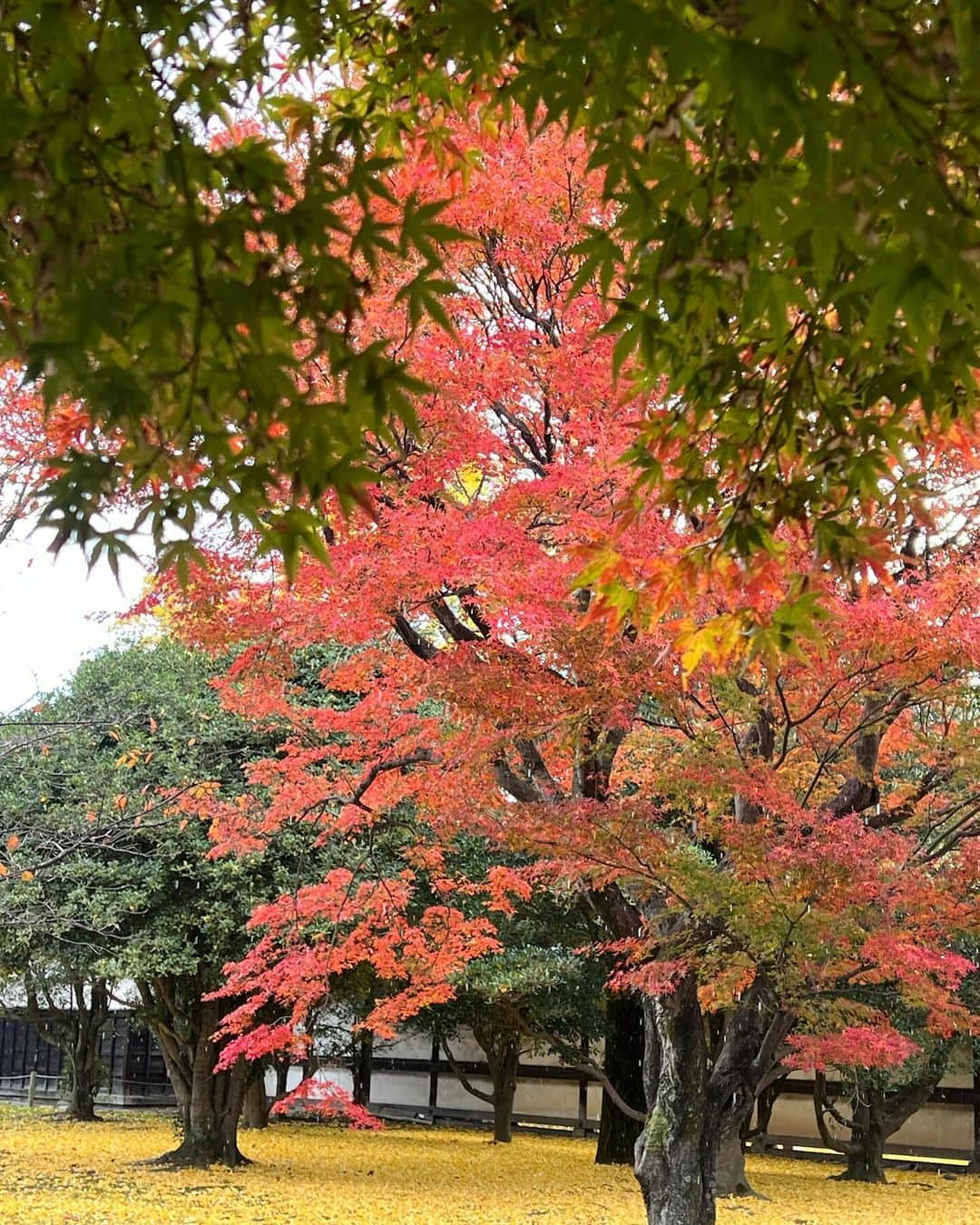 駒田奈美さんのインスタグラム写真 - (駒田奈美Instagram)「・ ・ ・ 『二条城』 ・ ・ 桜の時期にも訪れた二条城 ・ ・ ・ イチョウやカエデ、紅葉…秋の彩りを楽しんできました ・ ・ 急な雨で紅葉の下で雨宿り ・ 紅葉の木の下で雨宿りなんて初めてでした ・ ・ ・ #駒田奈美#モデル#アラフィフ#美魔女#紅葉#京都#京都旅行#京都観光 #二条城#いちょう#イチョウ#雨#雨宿り」11月29日 0時02分 - nami.komada