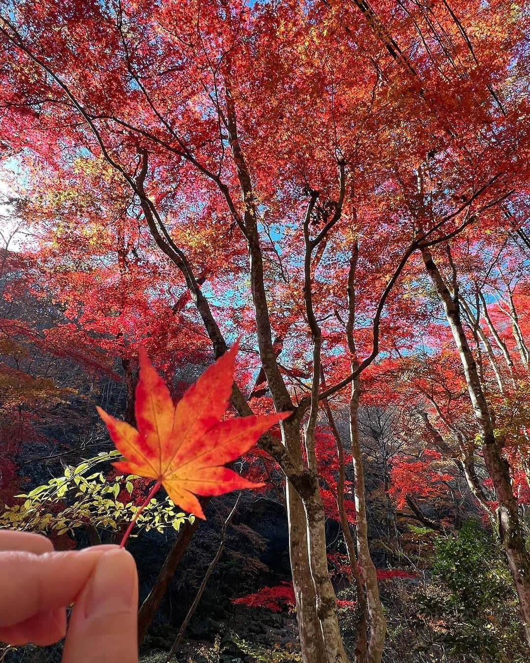 桐谷蝶々さんのインスタグラム写真 - (桐谷蝶々Instagram)「🍁花貫渓谷に行ってきました🍁  先日、紅葉狩りに行ってきました🥰  もみじが綺麗でしたね！ 吊り橋付近はあまり紅葉してなかったのですが、 紅葉並木が綺麗でした☺️  癒されました〜🫧 やっぱり山の空気は澄んでいて気持ちが良いですね⛰️  📍花貫渓谷  茨城県高萩市 🚅特急ときわ 東京駅→高萩駅下車（約2時間） 今シーズンのバスが終わっていたので😇 タクシーで花貫渓谷駐車場へ（20分ほど）  #花貫渓谷 #花貫渓谷紅葉まつり #紅葉スポット #紅葉 #紅葉狩り #紅葉🍁🍂 #紅葉散歩  #茨城県 #茨城県観光 #高萩市」11月29日 0時05分 - choucho_kiri