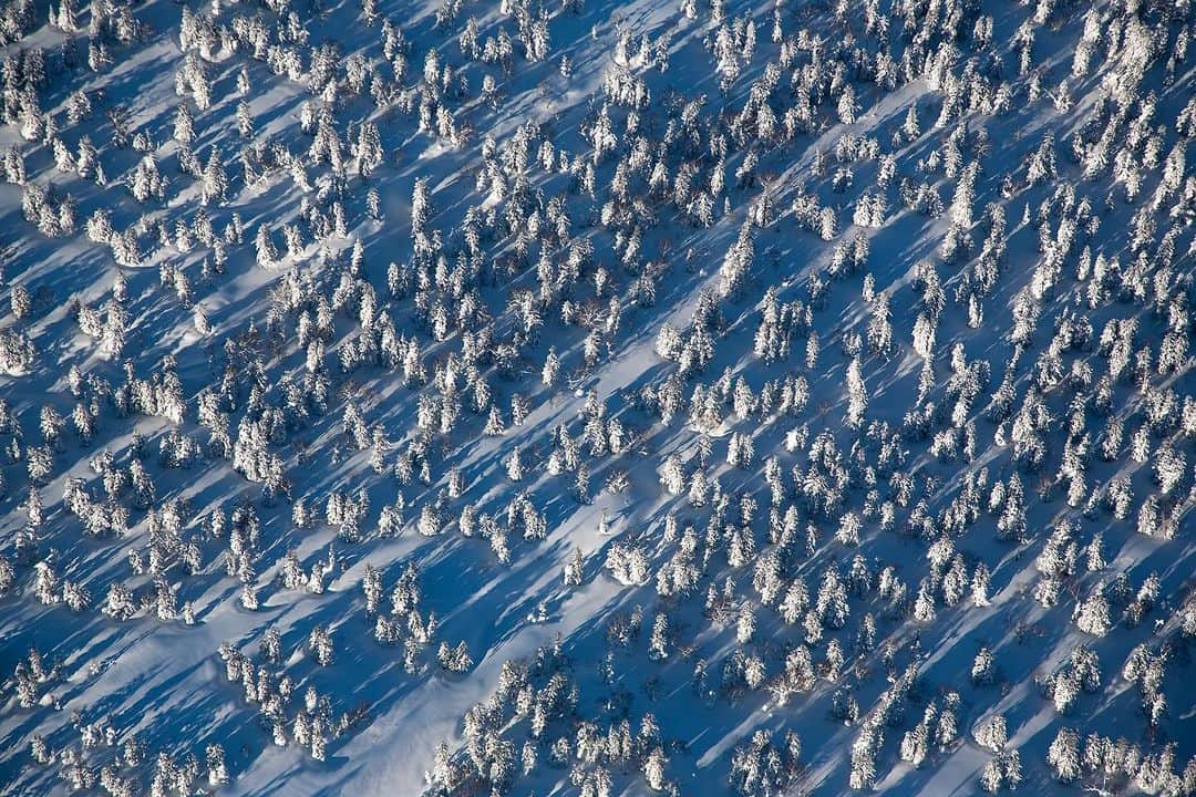 Michael Yamashitaのインスタグラム：「White birch trees blend into a background of snow, Daisetsuzan, Japan. Shirakaba is the Japanese name for white birch trees. Shira meaning "white" while kaba is the combined kanji for "wood" and "beauty", giving white birch trees a poetic meaning of pure beauty, perfectly describing Hokkaido's Japanese birch forests throughout all seasons.   Layout from my upcoming book on Hokkaido’s four season’s.  #hokkaido #japan #birch #seasons #winter #landscape」