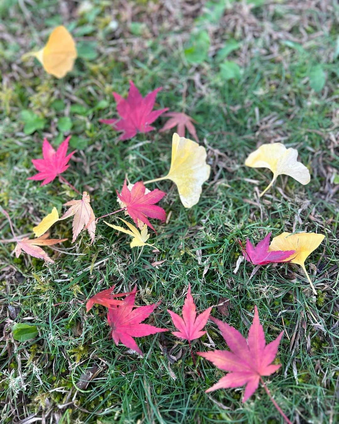 美蘭レンナさんのインスタグラム写真 - (美蘭レンナInstagram)「. . . ちぃさい秋 ちぃさい秋 ちぃさい秋みぃつけたっ🍁🍂  10月下旬が1番紅葉の見頃だったようですが、 11月上旬でもとっても美しい景色でした😍😍😍 . . . #青森#秋田#東北#東北旅行#十和田湖 #美しい#自然#縄文時代#遺跡 #紅葉#紅葉スポット#紅葉シーズン#日本  #秋#1番好きな季節#カナダ#来年#夢#目標 #aomori#akita#towada#jomon#japan#trip #japantrip#japanlife#japaneseculture」11月29日 9時15分 - renna_miran33