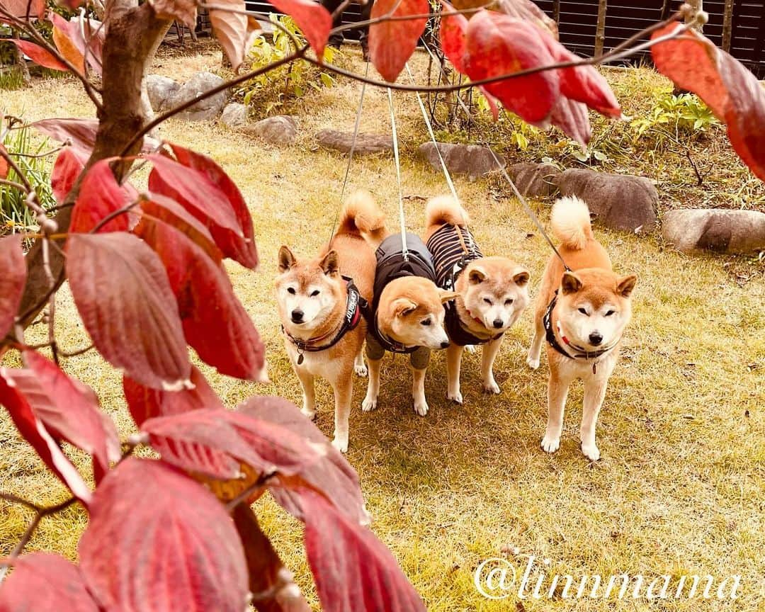 linnmamaのインスタグラム：「庭のハナミズキの紅葉🍁〜ご近所紅葉🍁シリーズもついにここまで来たか🤣〜①夕方散歩前に庭でパチリ📱〜②真っ赤🔴な葉っぱ〜③夜んぽも済んでオネム💤の麗〜明日は3回目の抗がん剤治療💉〜点滴後1週間くらいは食欲が落ちるけど、その程度の副作用で済むなら受けたほうがいいのかな〜実は今日は朝ごはんも夕ごはんも完食してめっちゃうれしかったのに、また食べない日々に逆もどりするのかな🥲〜辛い治療に耐えるのは麗なんだから、私はどんな麗も受け止めるよ😍〜あの手この手で食べてもらえるように頑張るから安心して😊〜食欲のこと以外は抗がん剤治療を受けても元気なことが救いです❤️〜今日も元気でありがとう❣️〜明日も元気でありますように💖 ＊ ＊ ＊ #柴犬#dog #柴犬凜の勇気凜々every day #shibastagram #my_eos_photo #eosr6 #eosr10  #ドッグフォトグラファーズ #iphone12 #iphone12promax  #2024凜ファミリーカレンダー発売中 #プロフィール欄からどうぞ #Amazon、楽天でも販売中 #紅葉 #ハナミズキ  #抗がん剤治療」